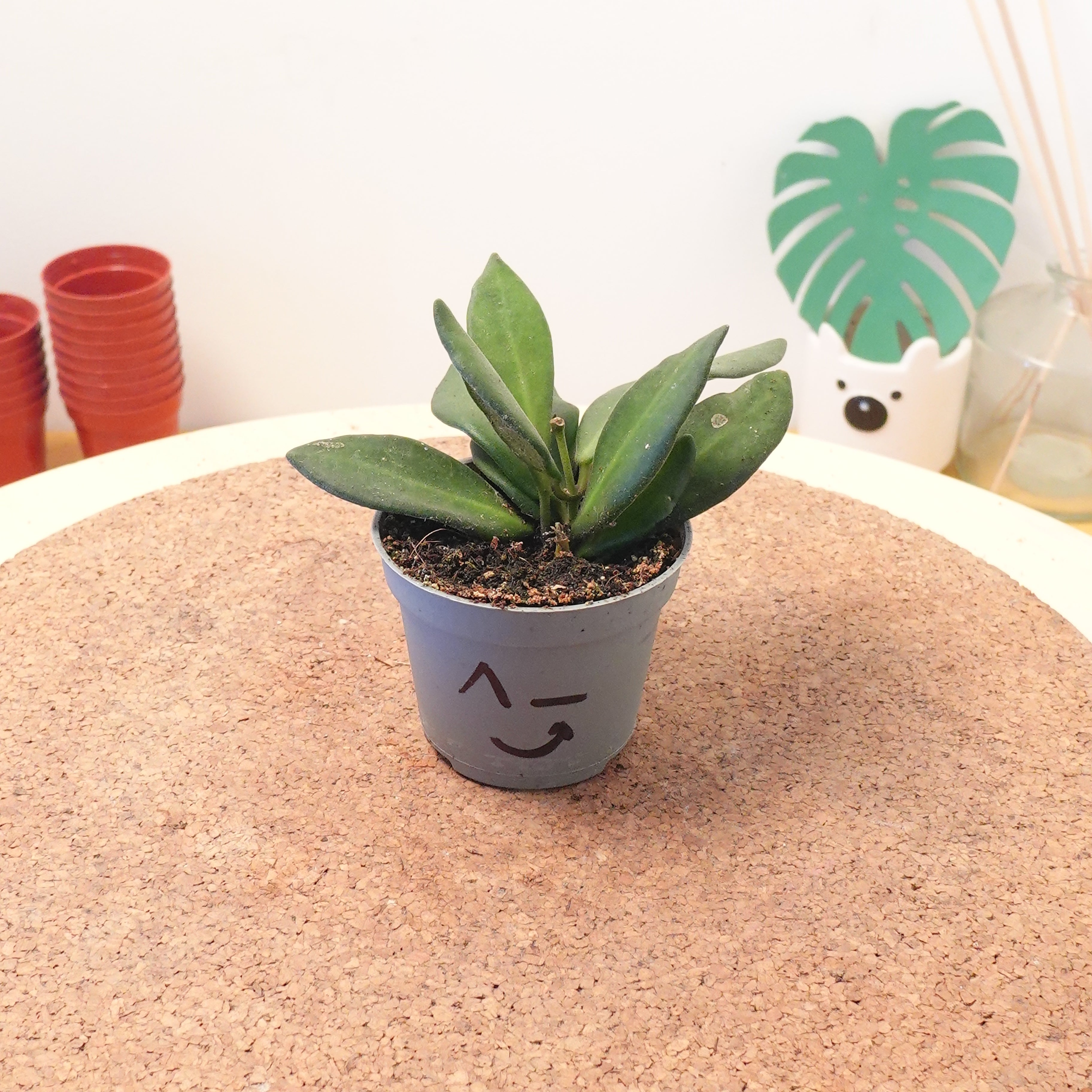 Hoya burtoniae 'Variegata'