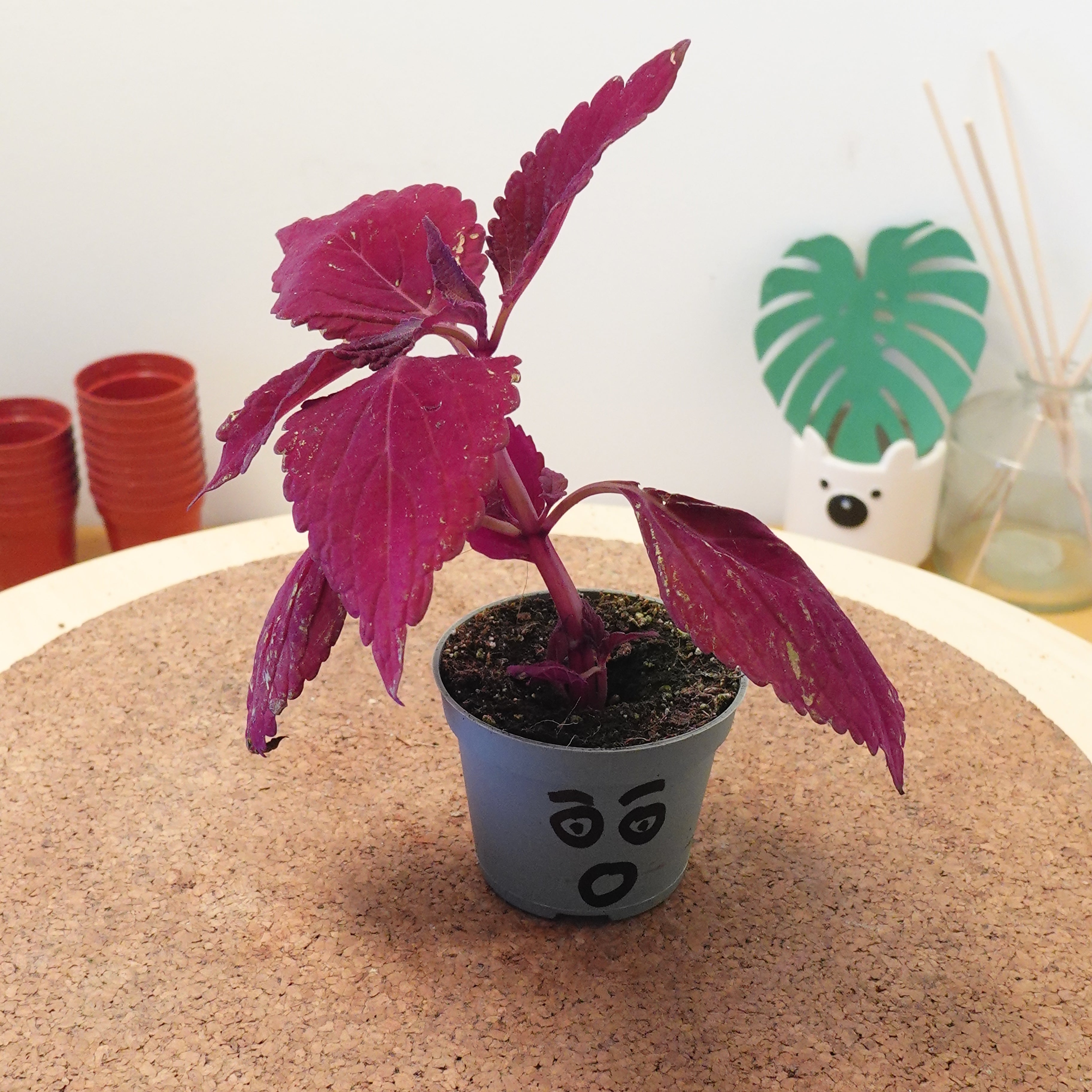 Coleus ColorBlaze ridicule