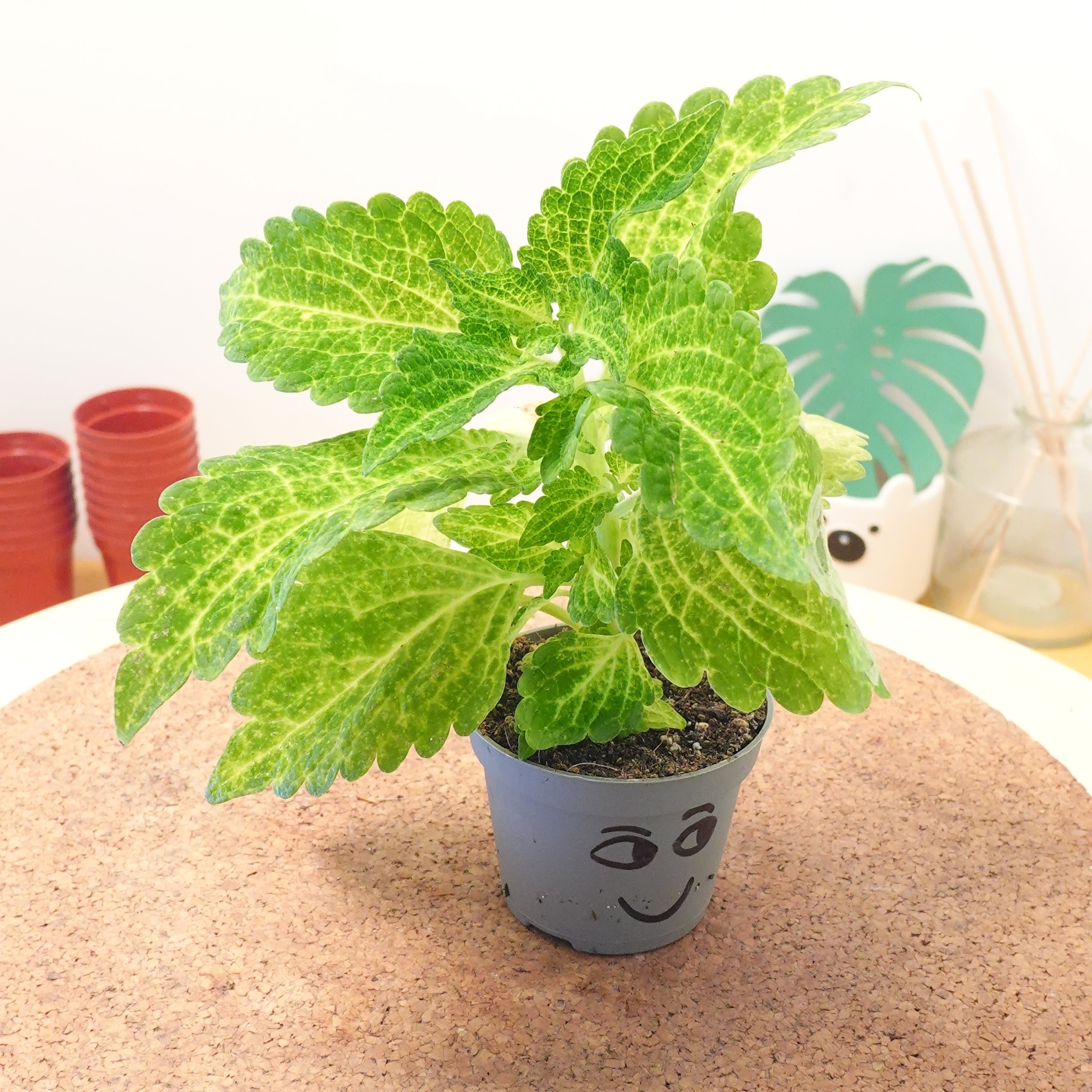 Coleus Chartres Street