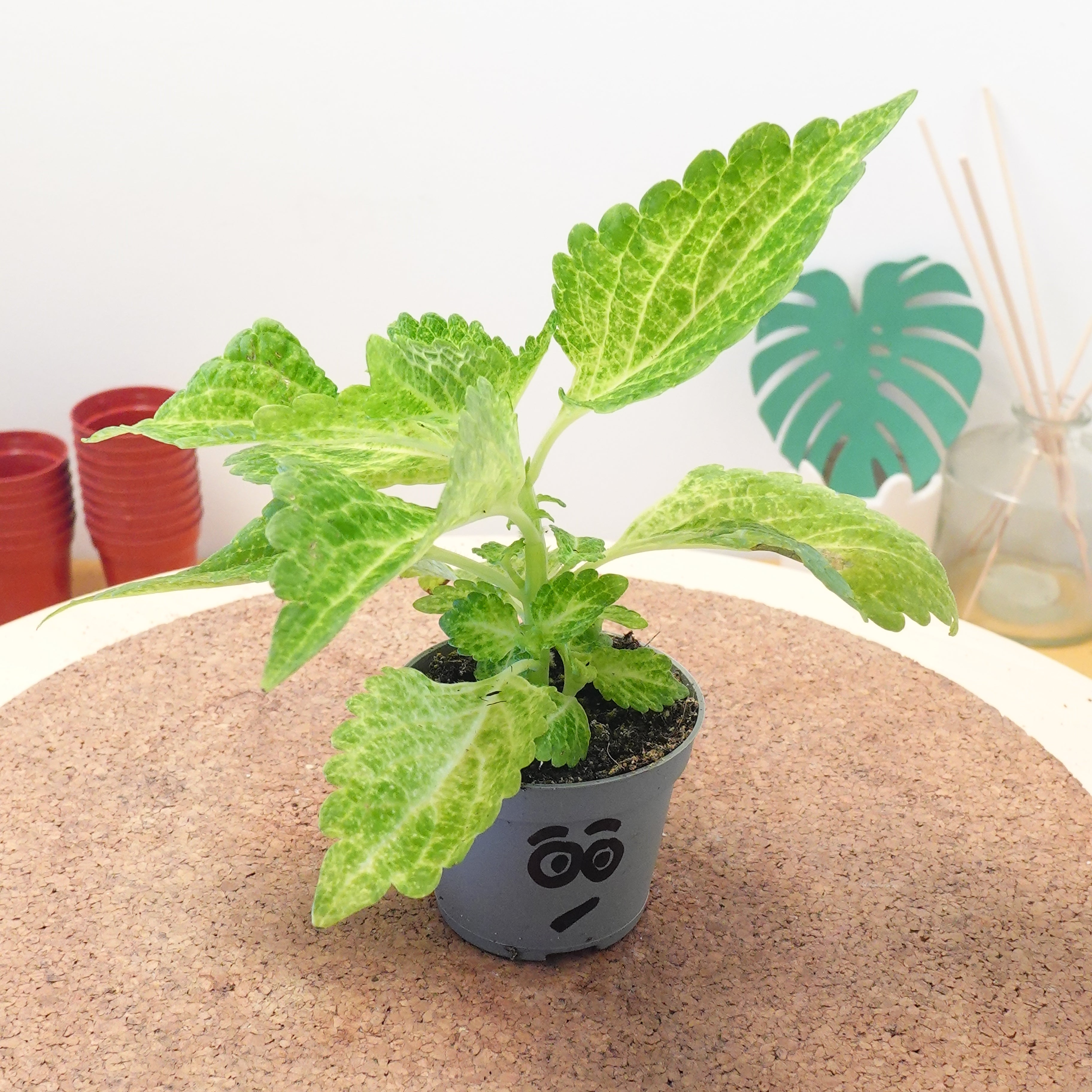 Coleus Chartres Street