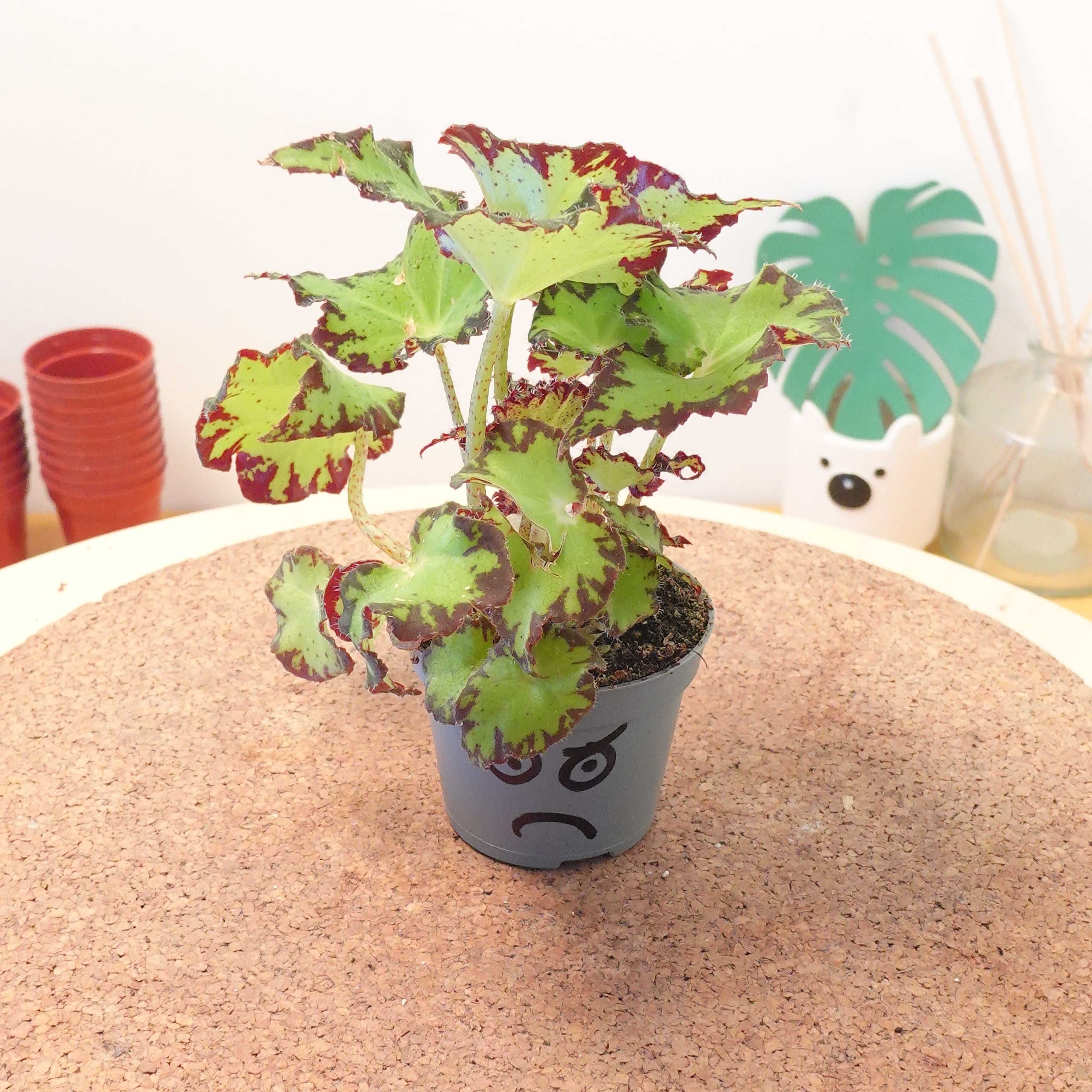 Begonia MAGIC COLOURS JIVE