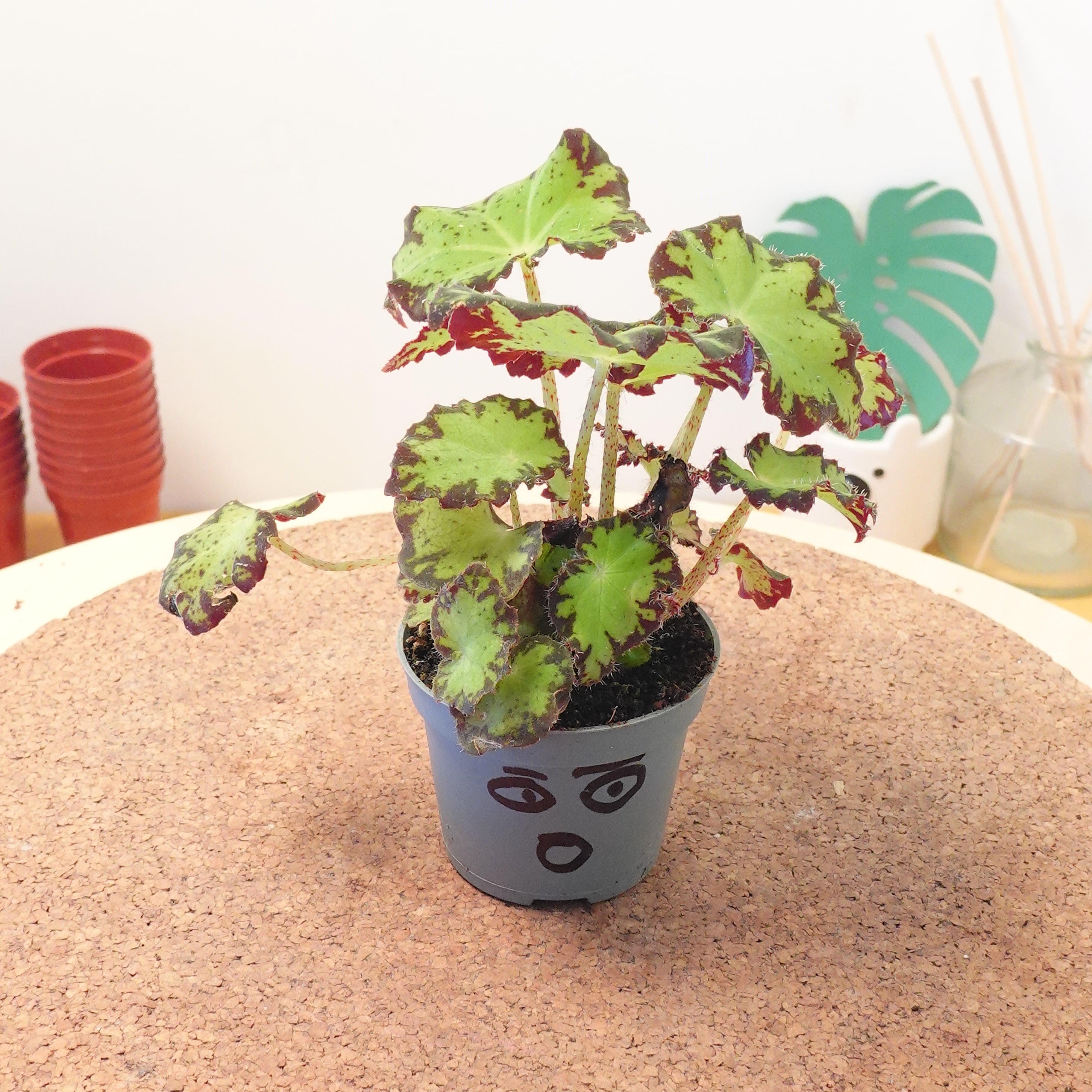 Begonia MAGIC COLOURS JIVE