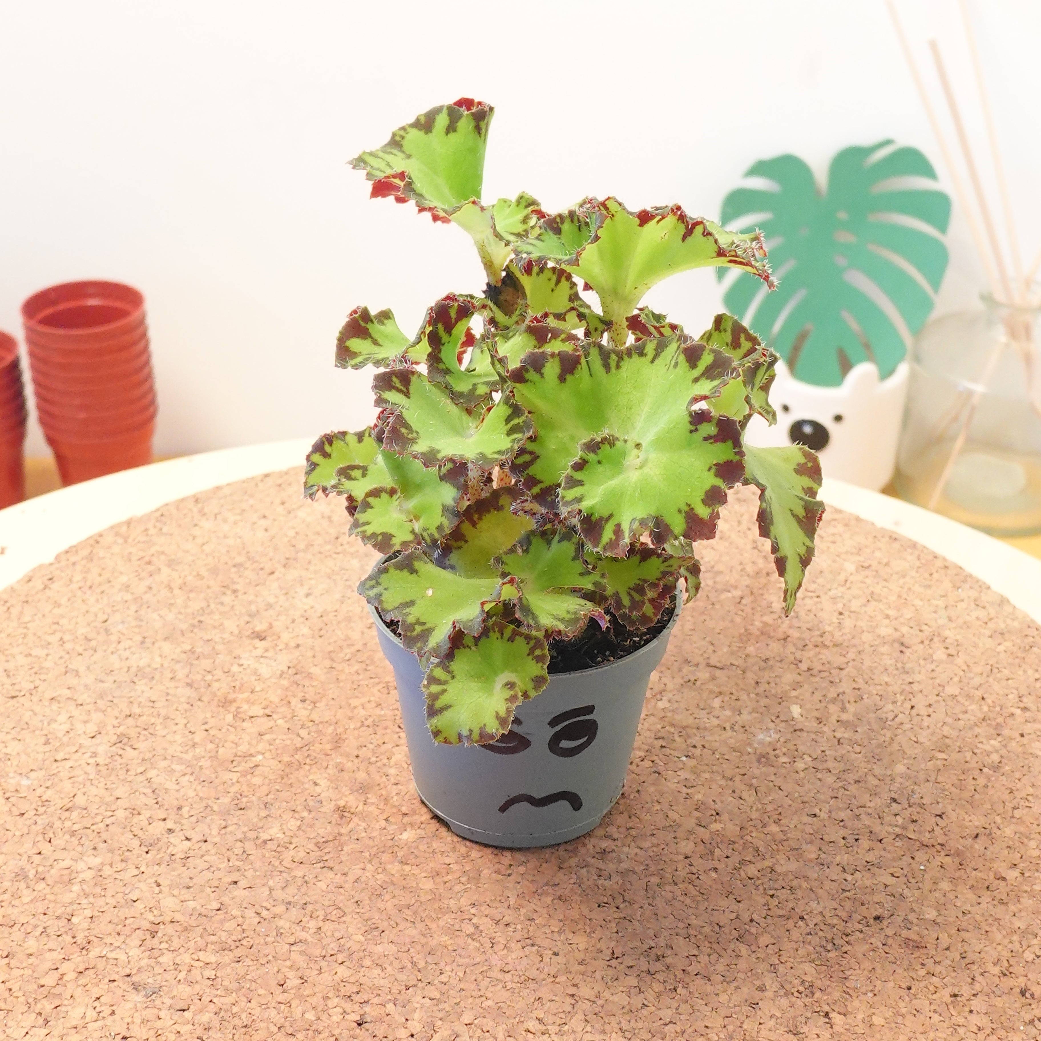 Begonia MAGIC COLOURS JIVE