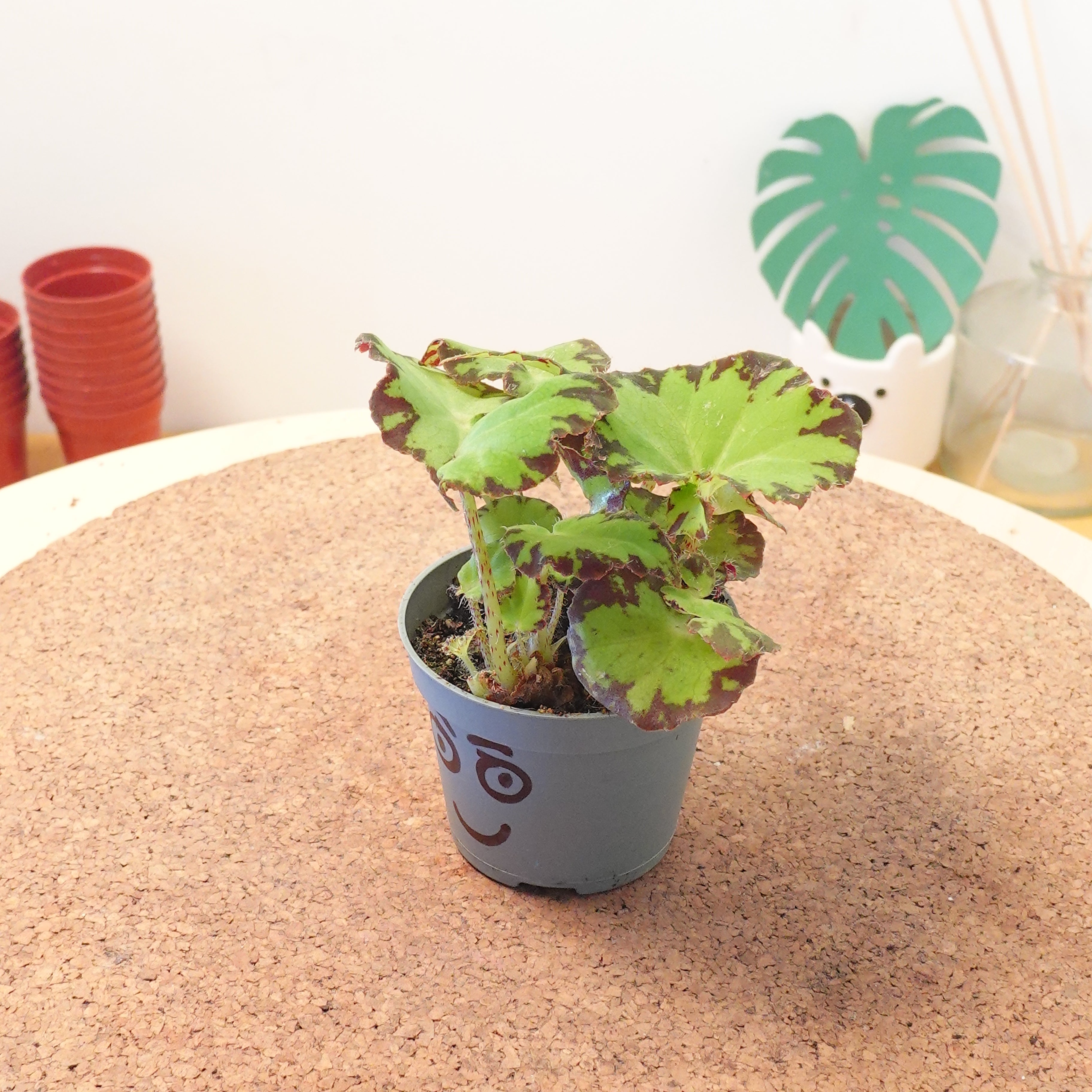 Begonia MAGIC COLOURS JIVE