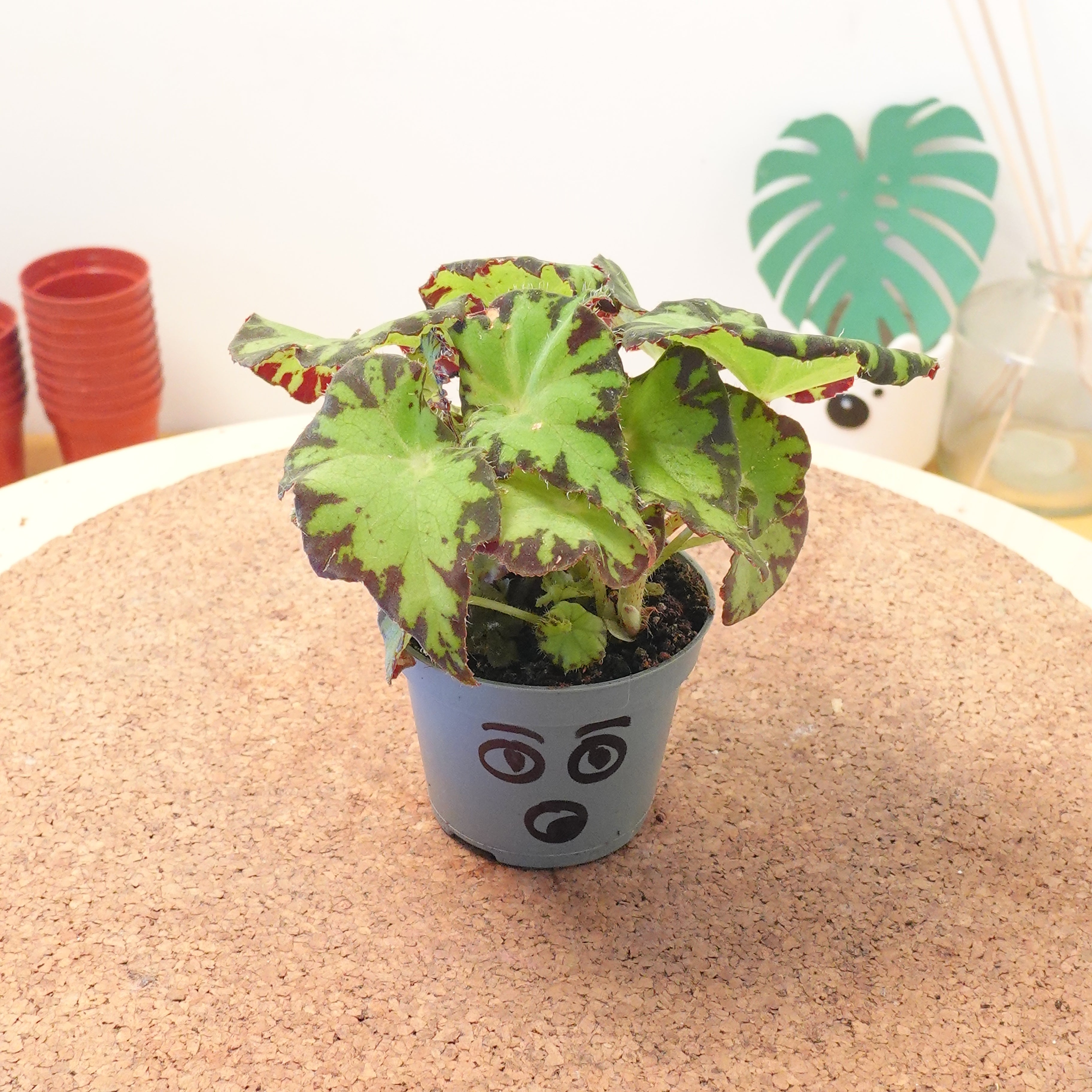 Begonia MAGIC COLOURS JIVE