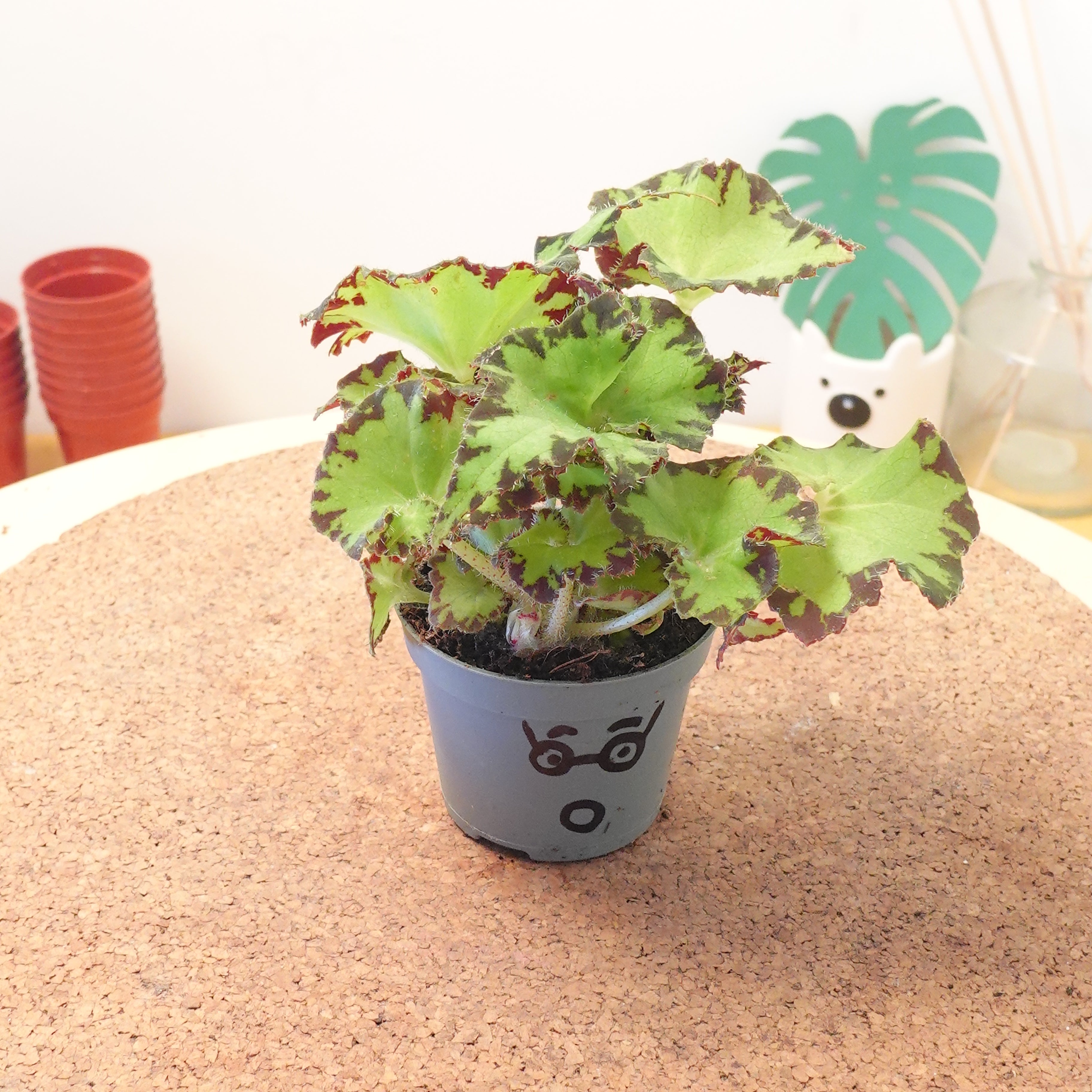 Begonia MAGIC COLOURS JIVE