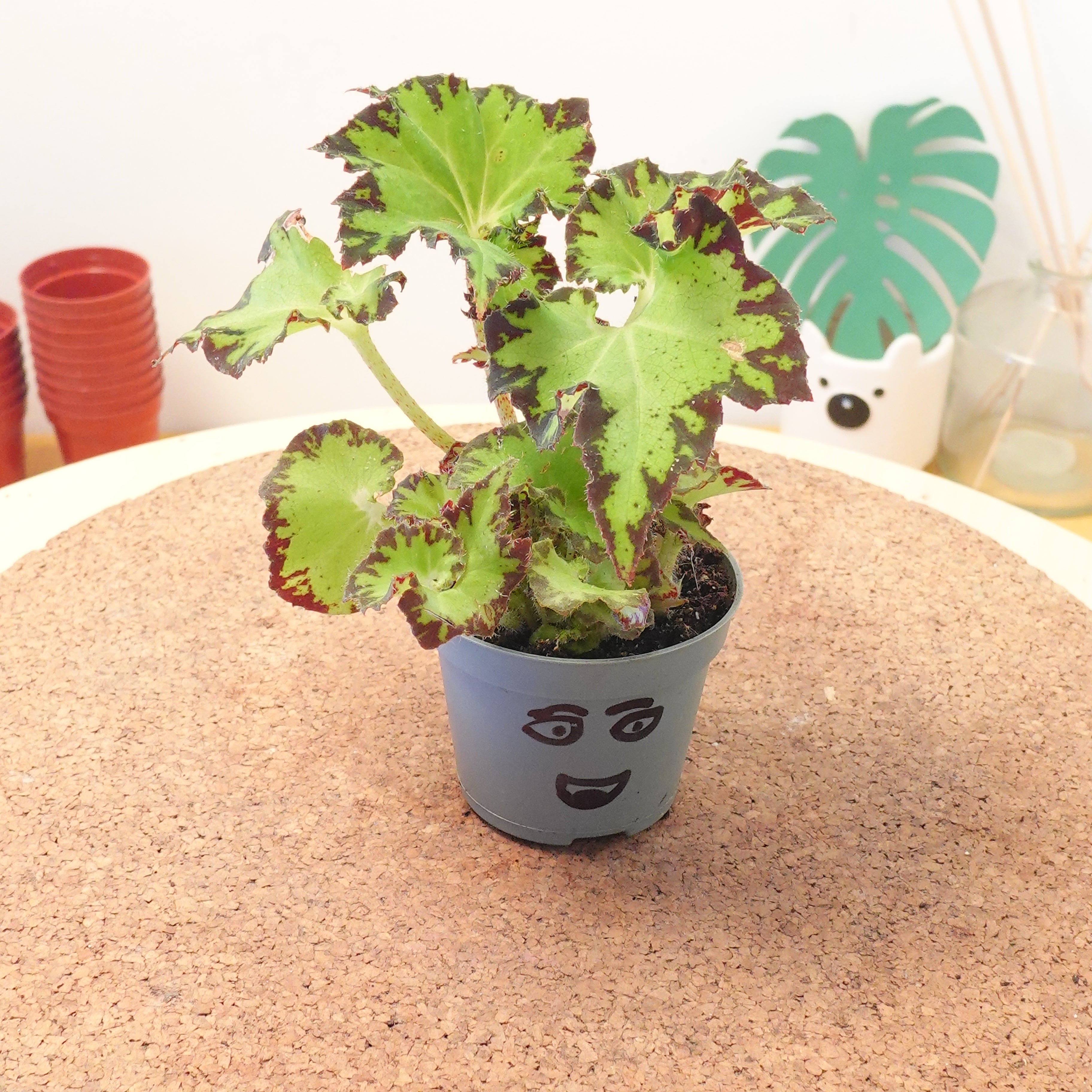 Begonia MAGIC COLOURS JIVE