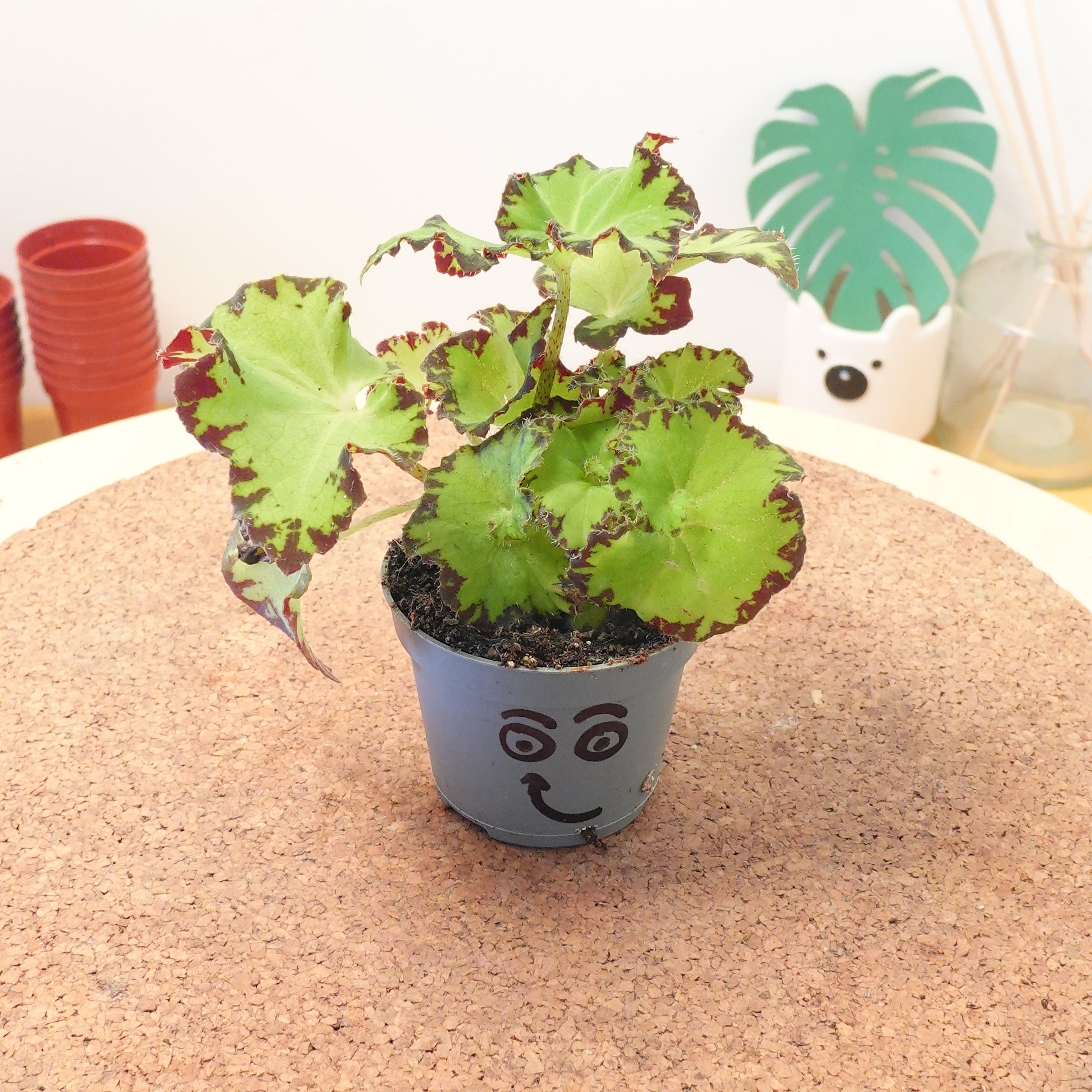 Begonia MAGIC COLOURS JIVE