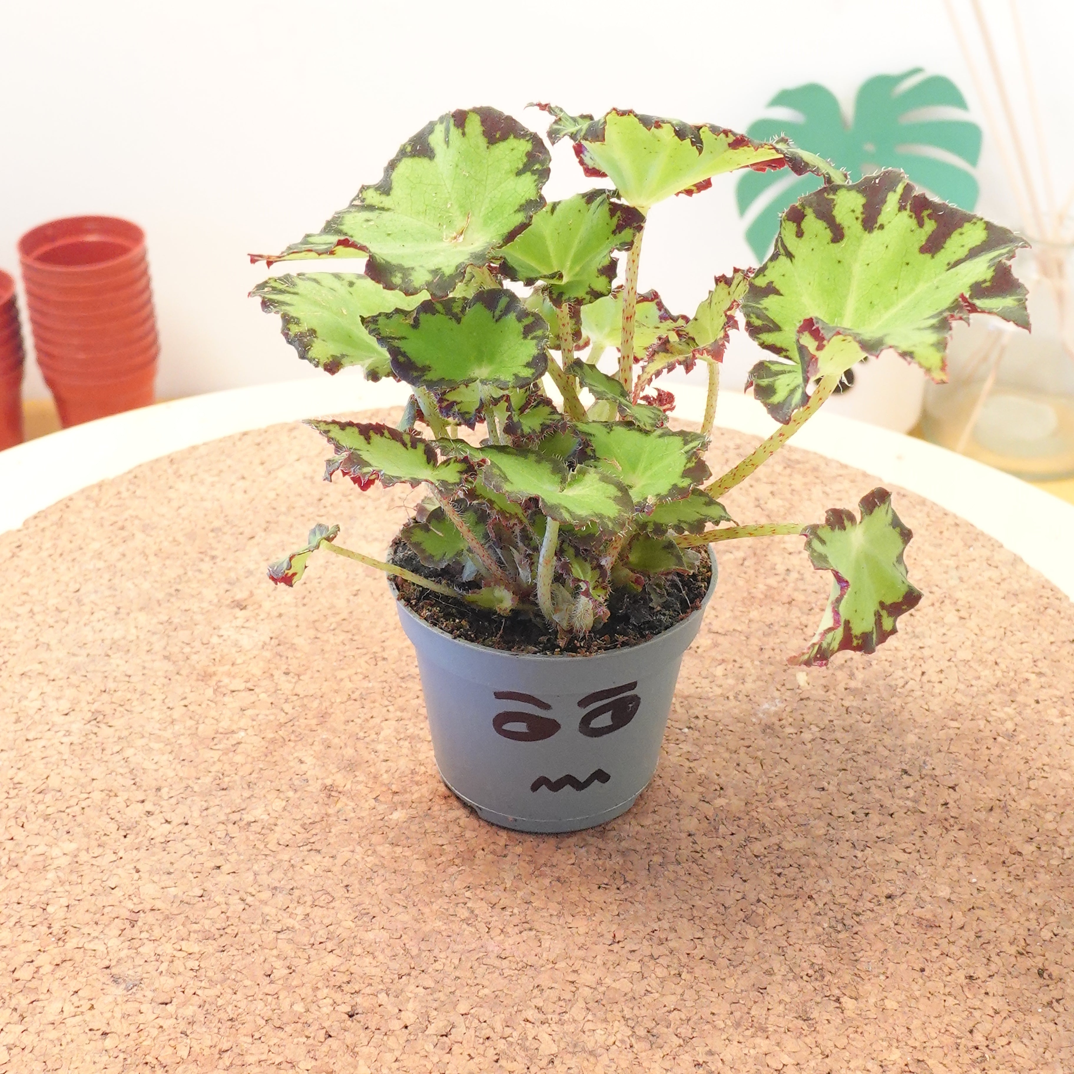 Begonia MAGIC COLOURS JIVE