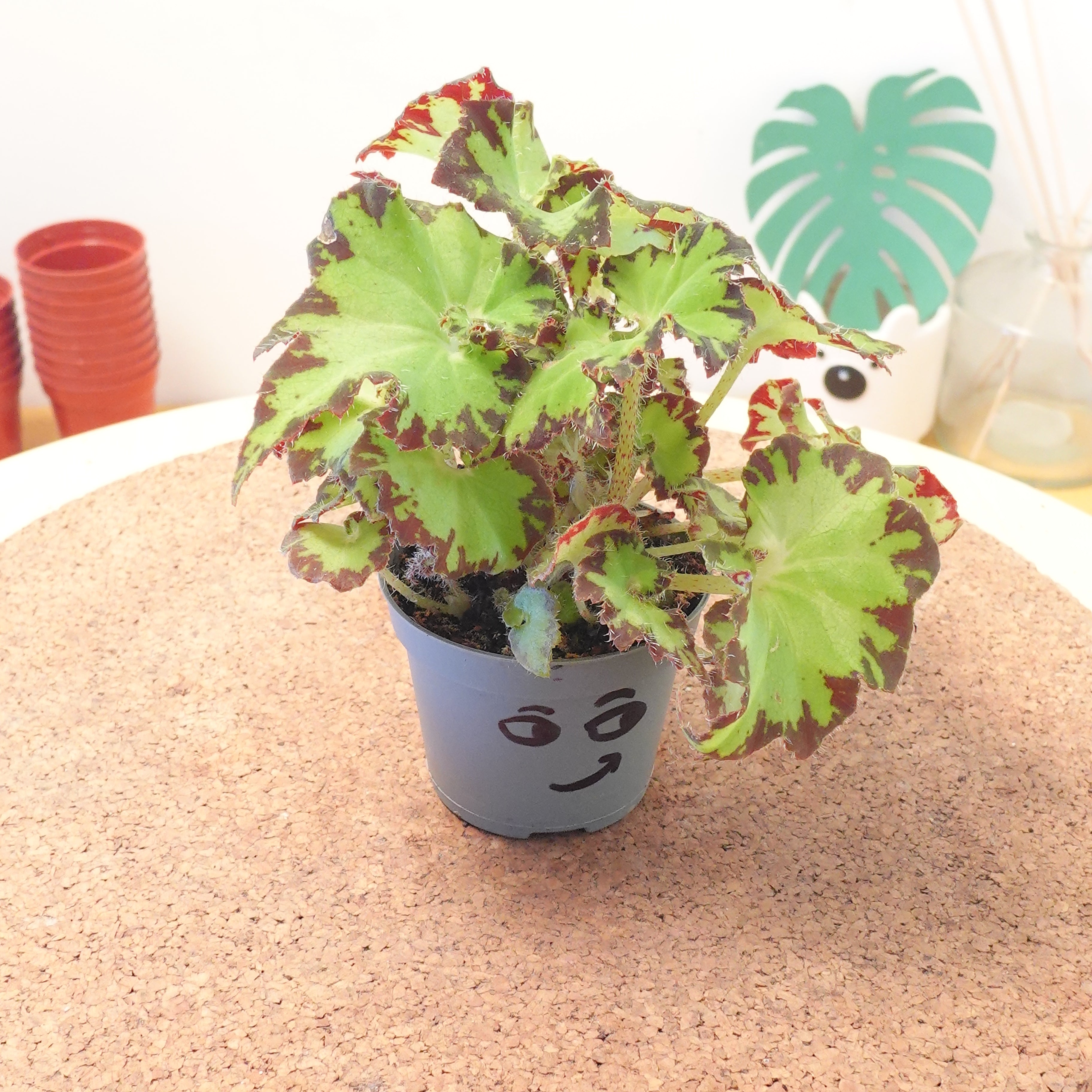 Begonia MAGIC COLOURS JIVE