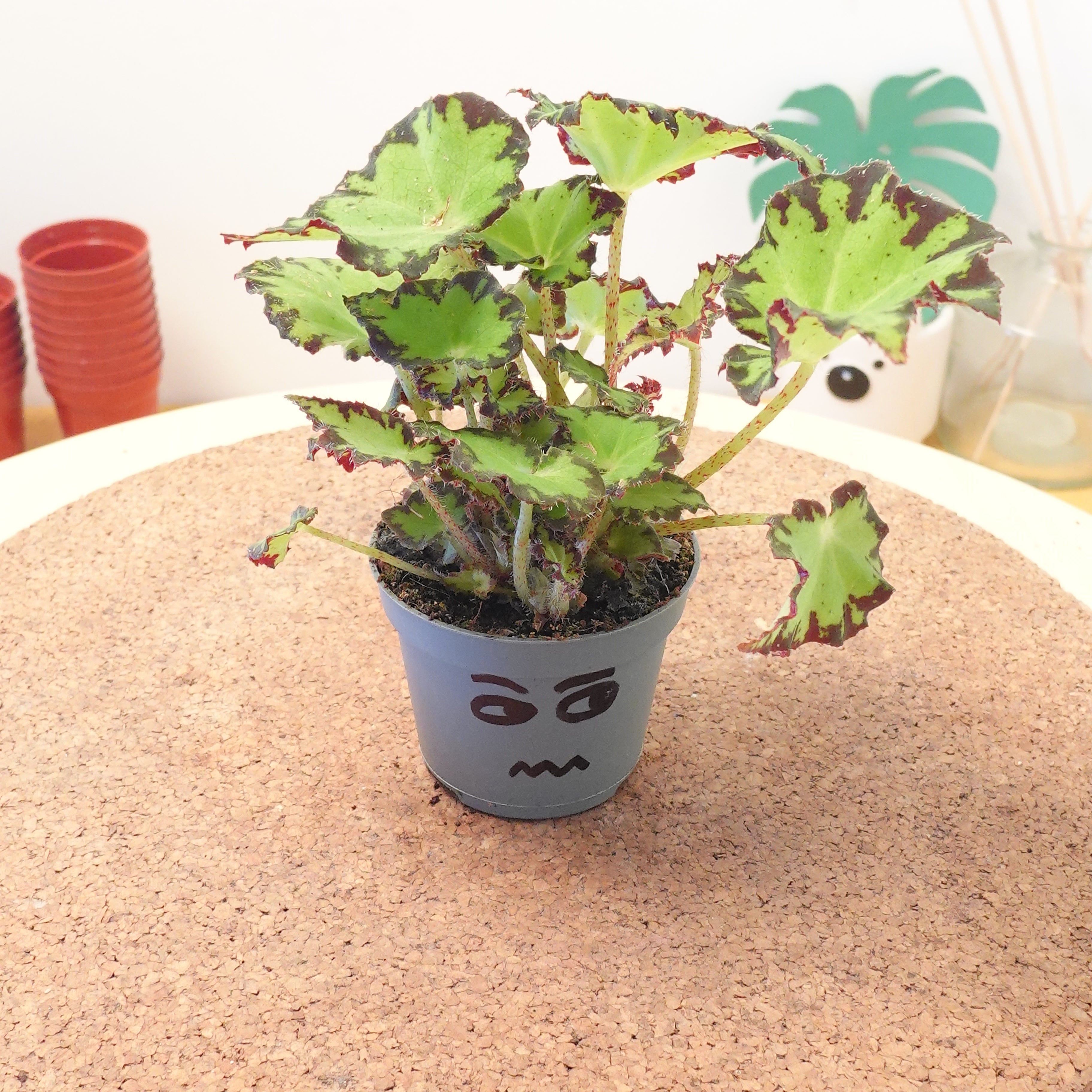 Begonia MAGIC COLOURS JIVE