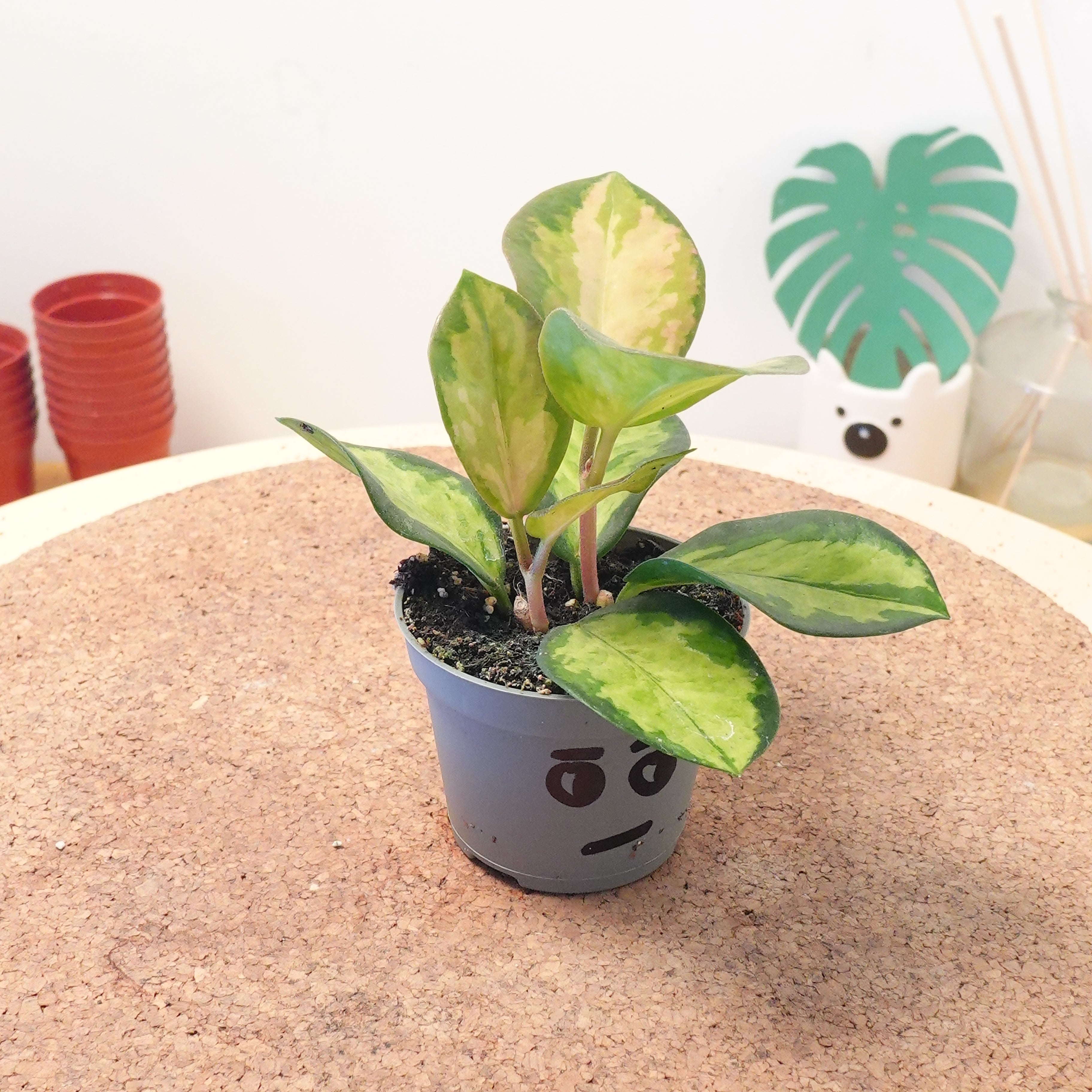 Hoya carnosa 'Tricolor'