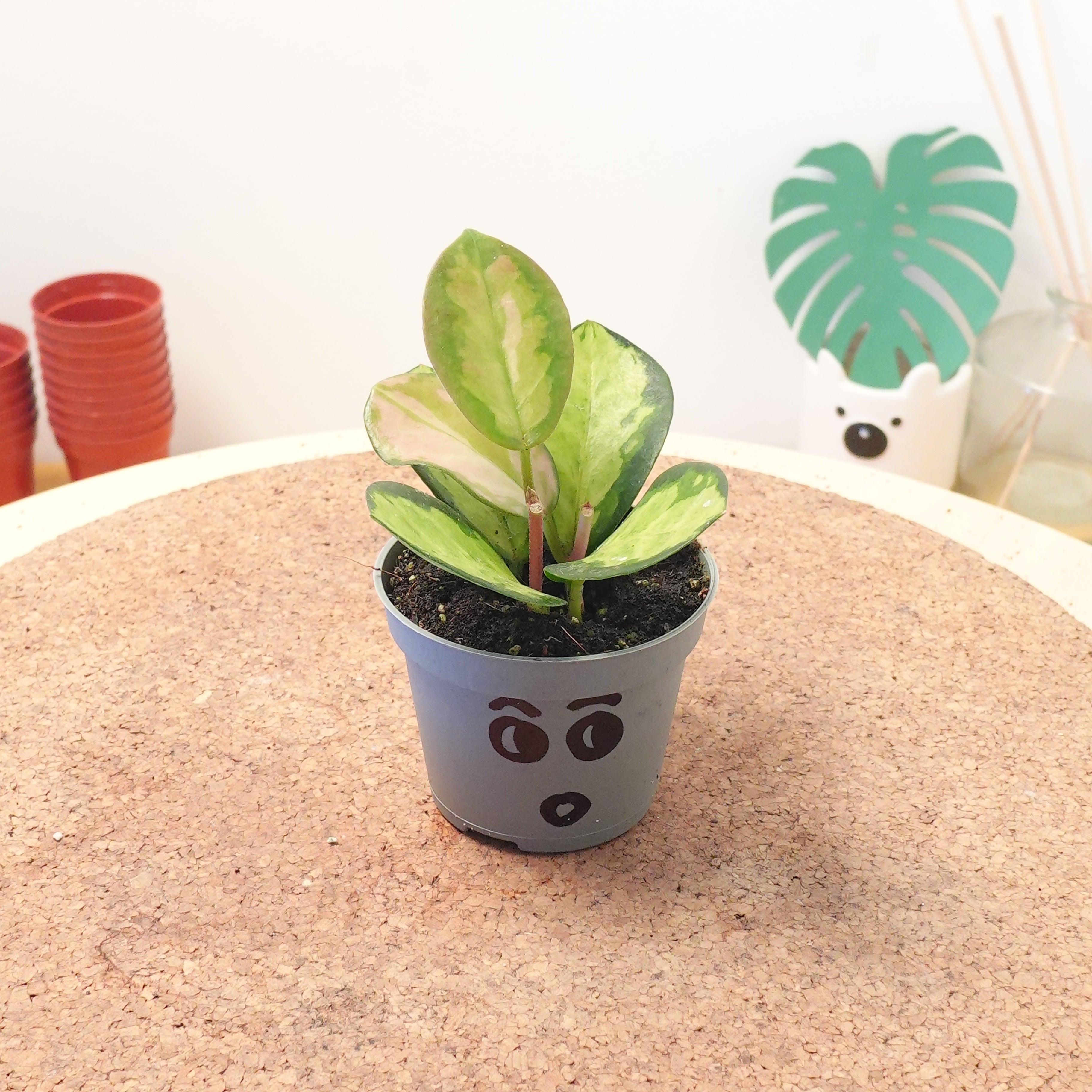 Hoya carnosa 'Tricolor'