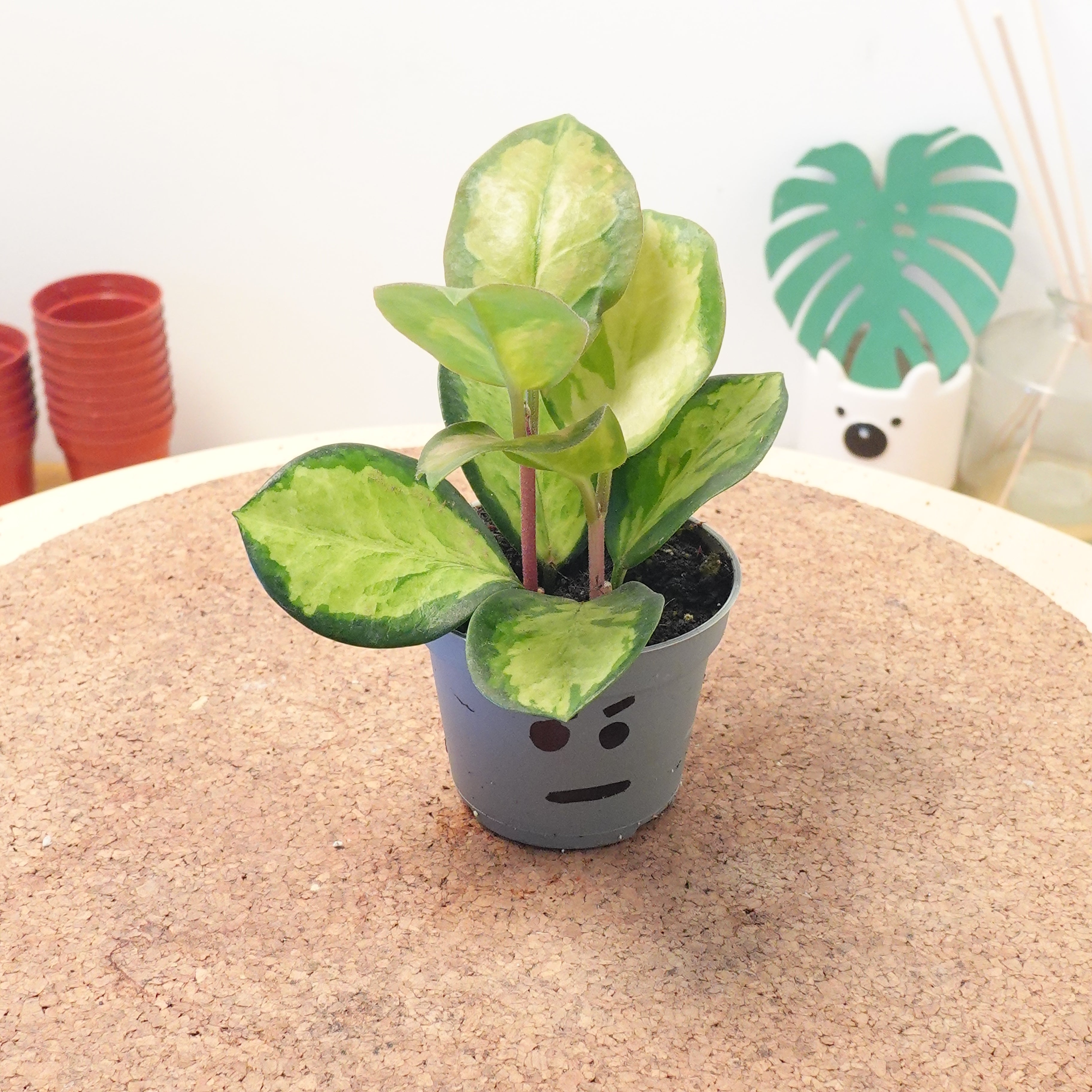 Hoya carnosa 'Tricolor'