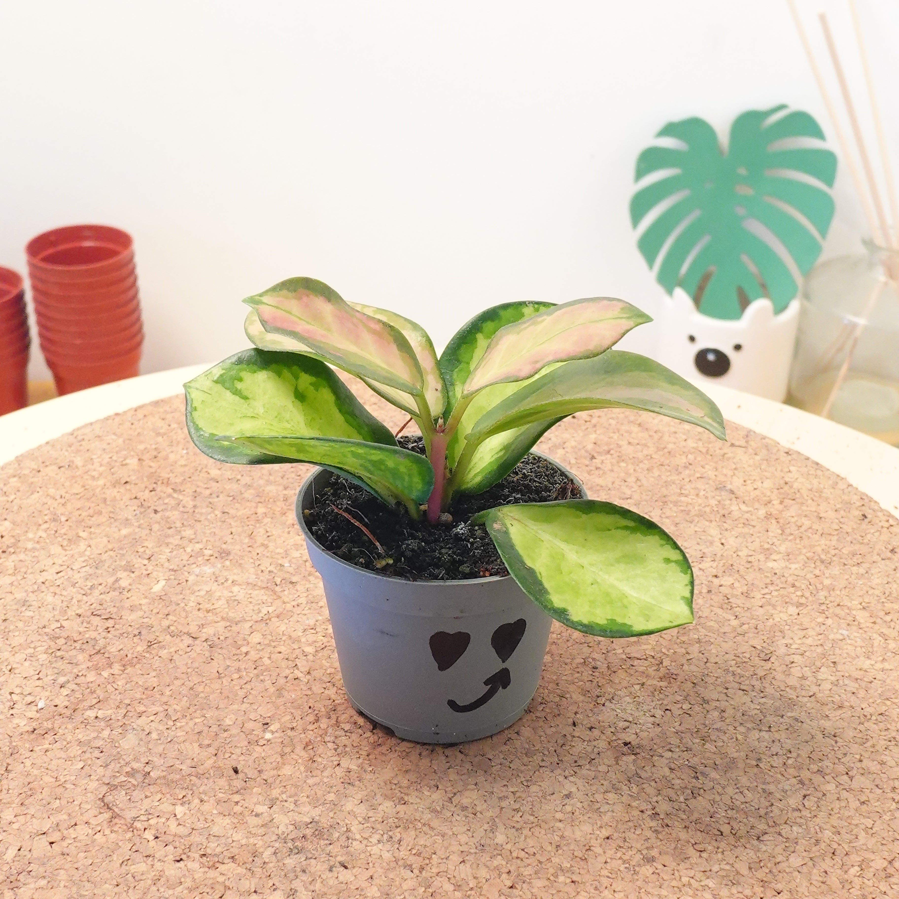 Hoya carnosa 'Tricolor'