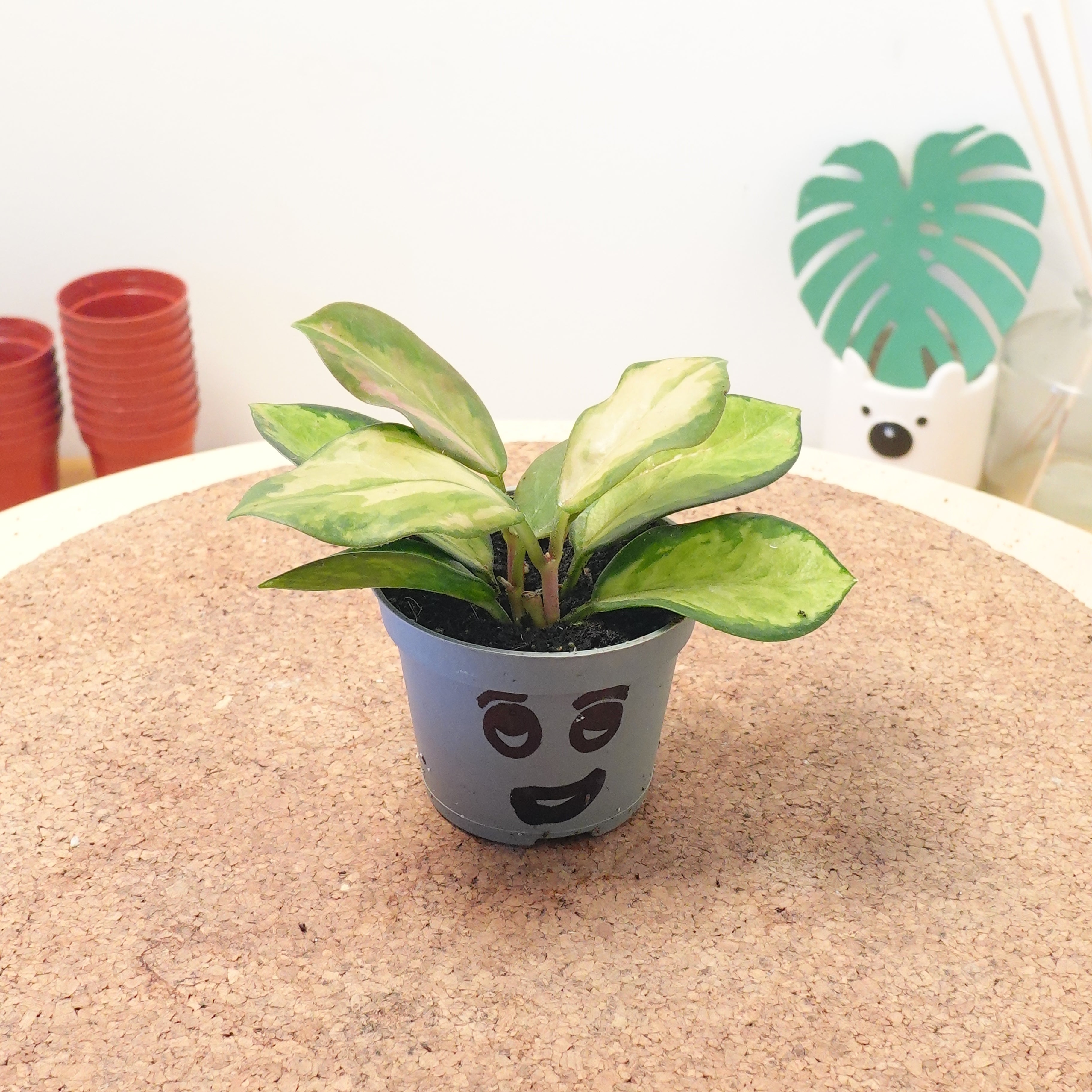 Hoya carnosa 'Tricolor'