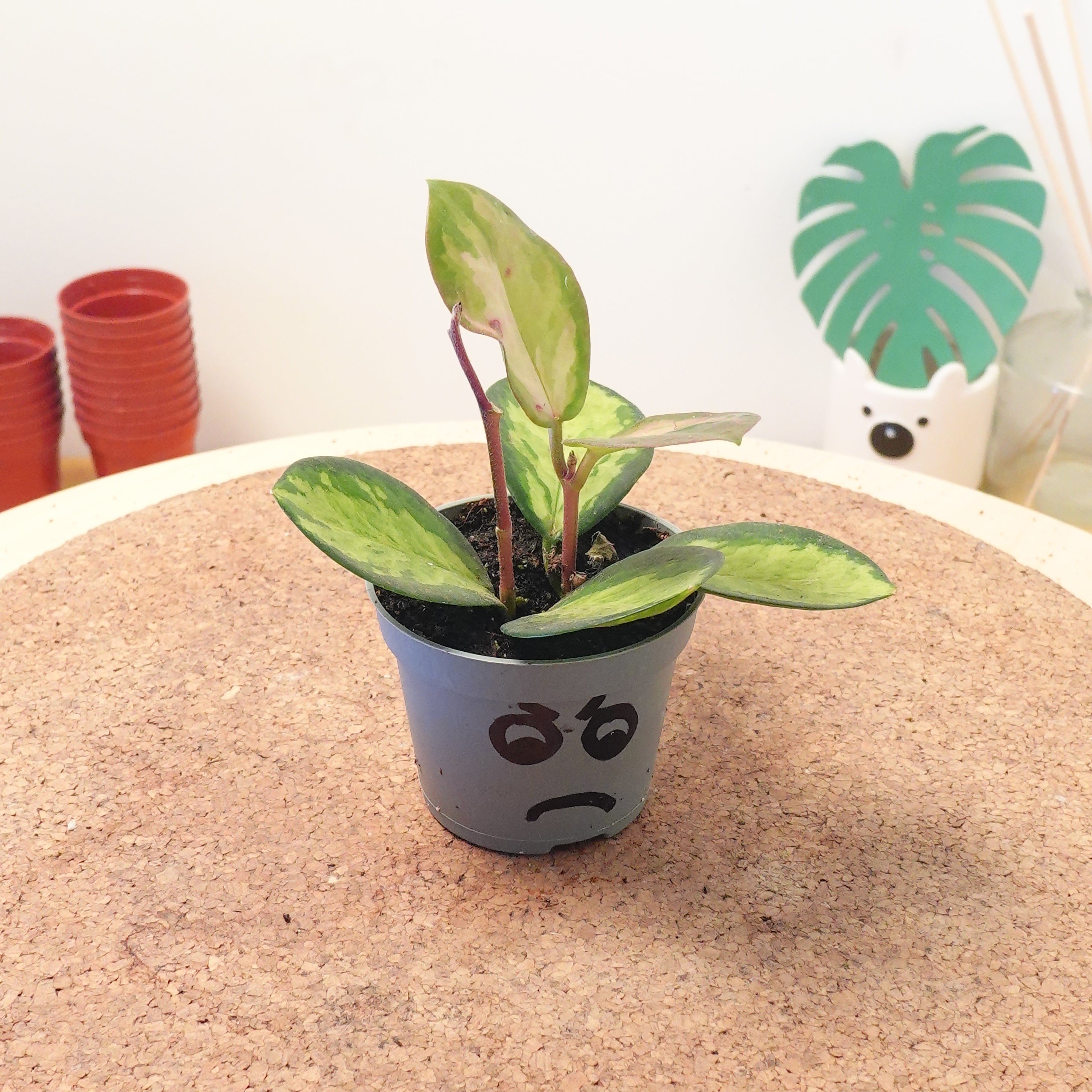 Hoya carnosa 'Tricolor'