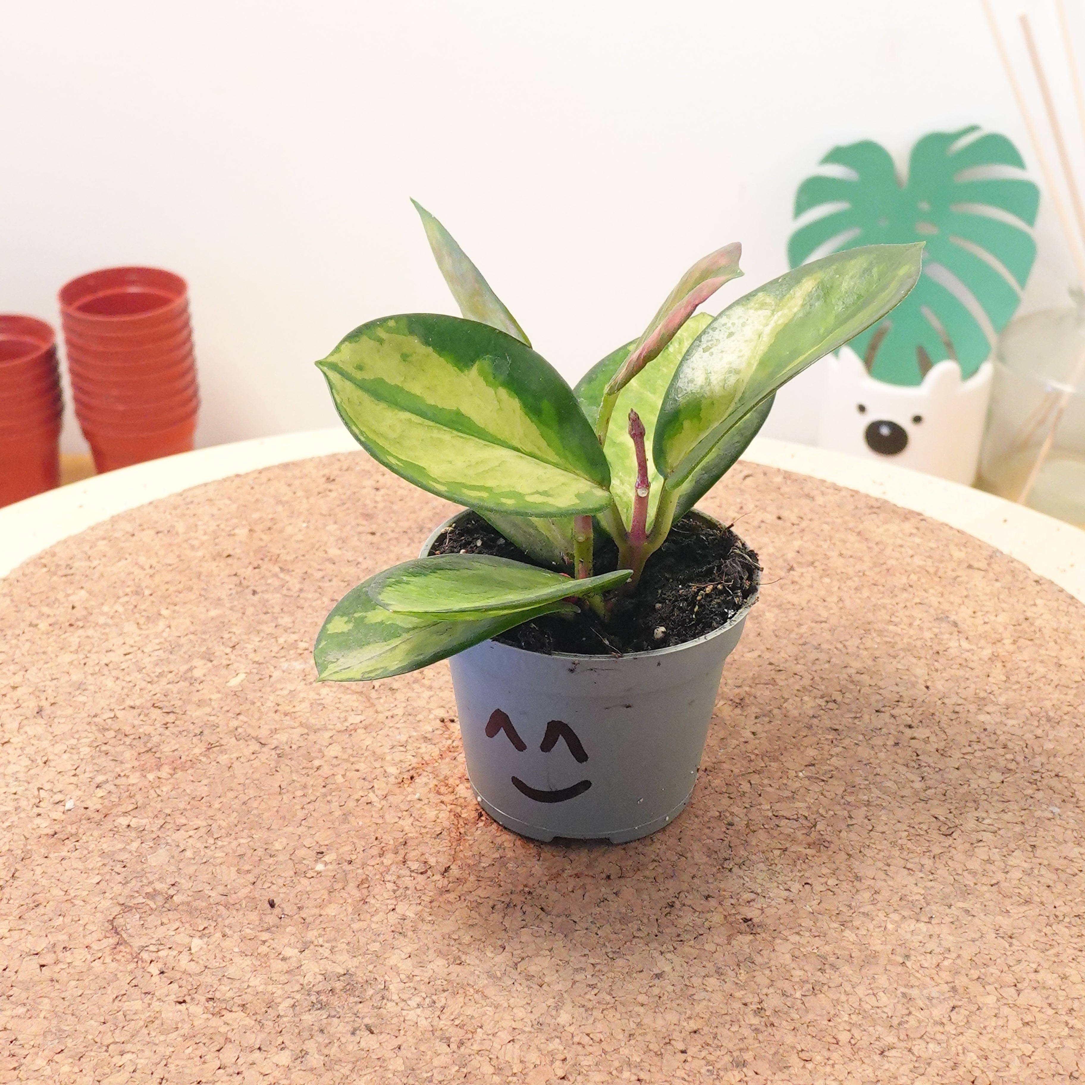 Hoya carnosa 'Tricolor'