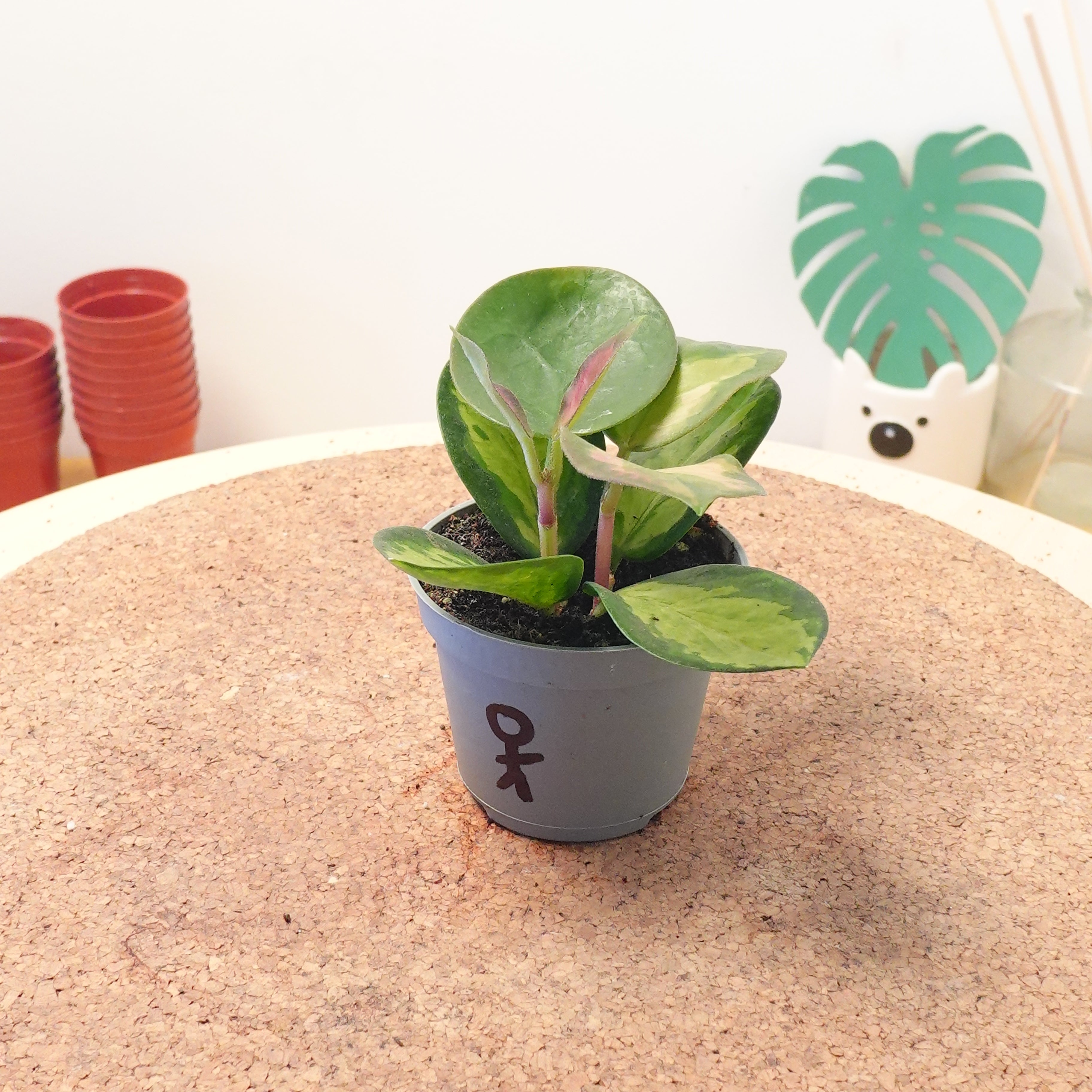 Hoya carnosa 'Tricolor'