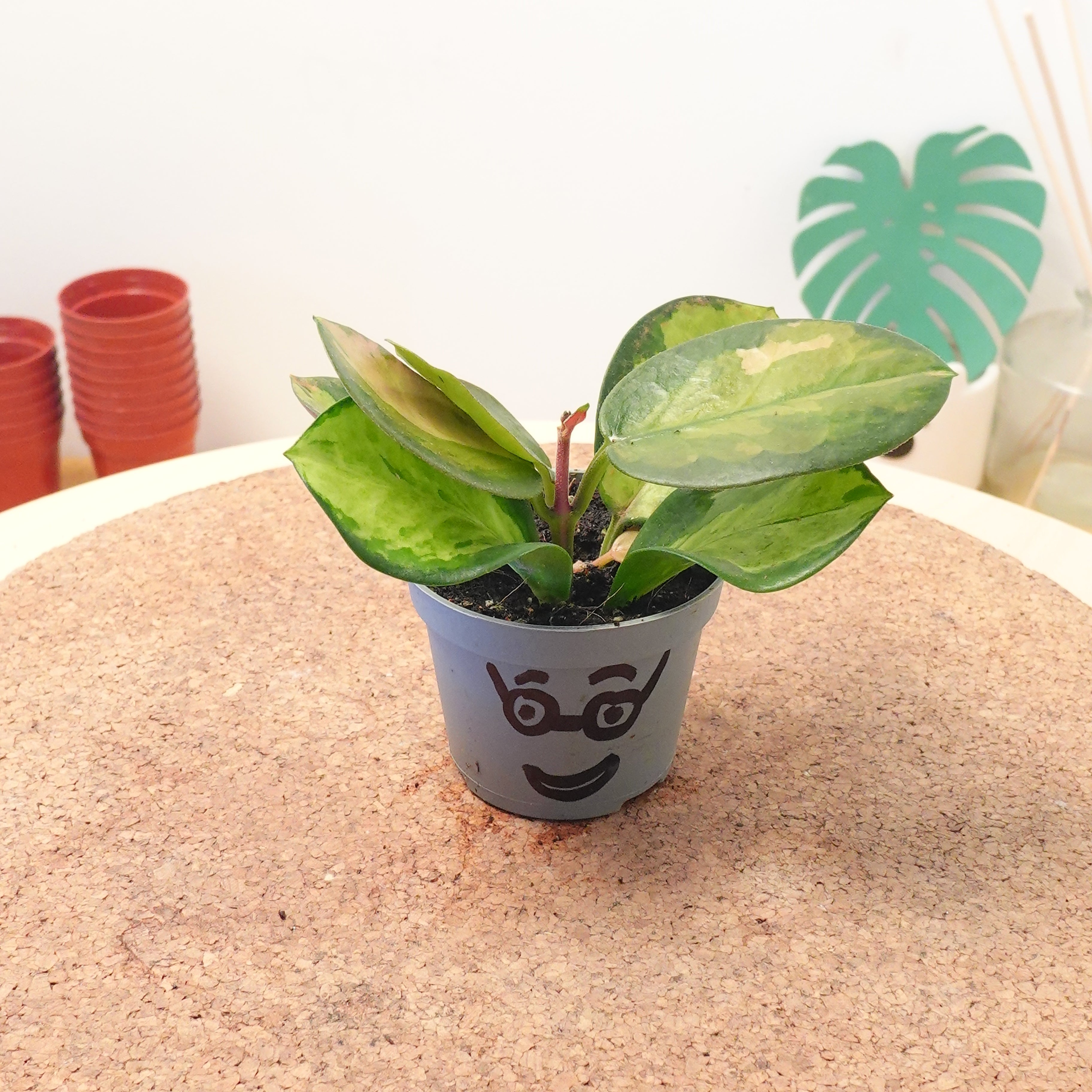 Hoya carnosa 'Tricolor'