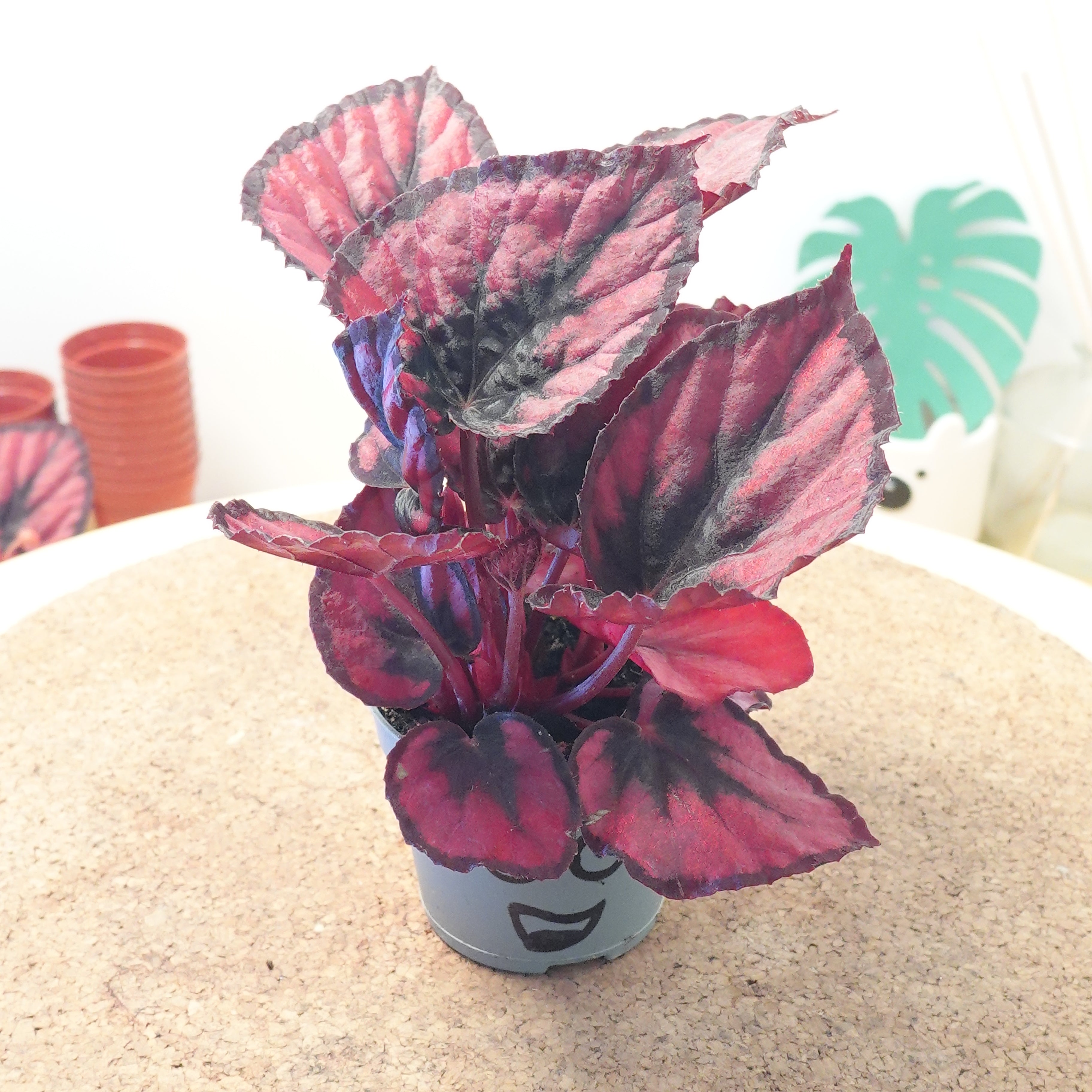 Begonia MAGIC COLOURS RED KISS