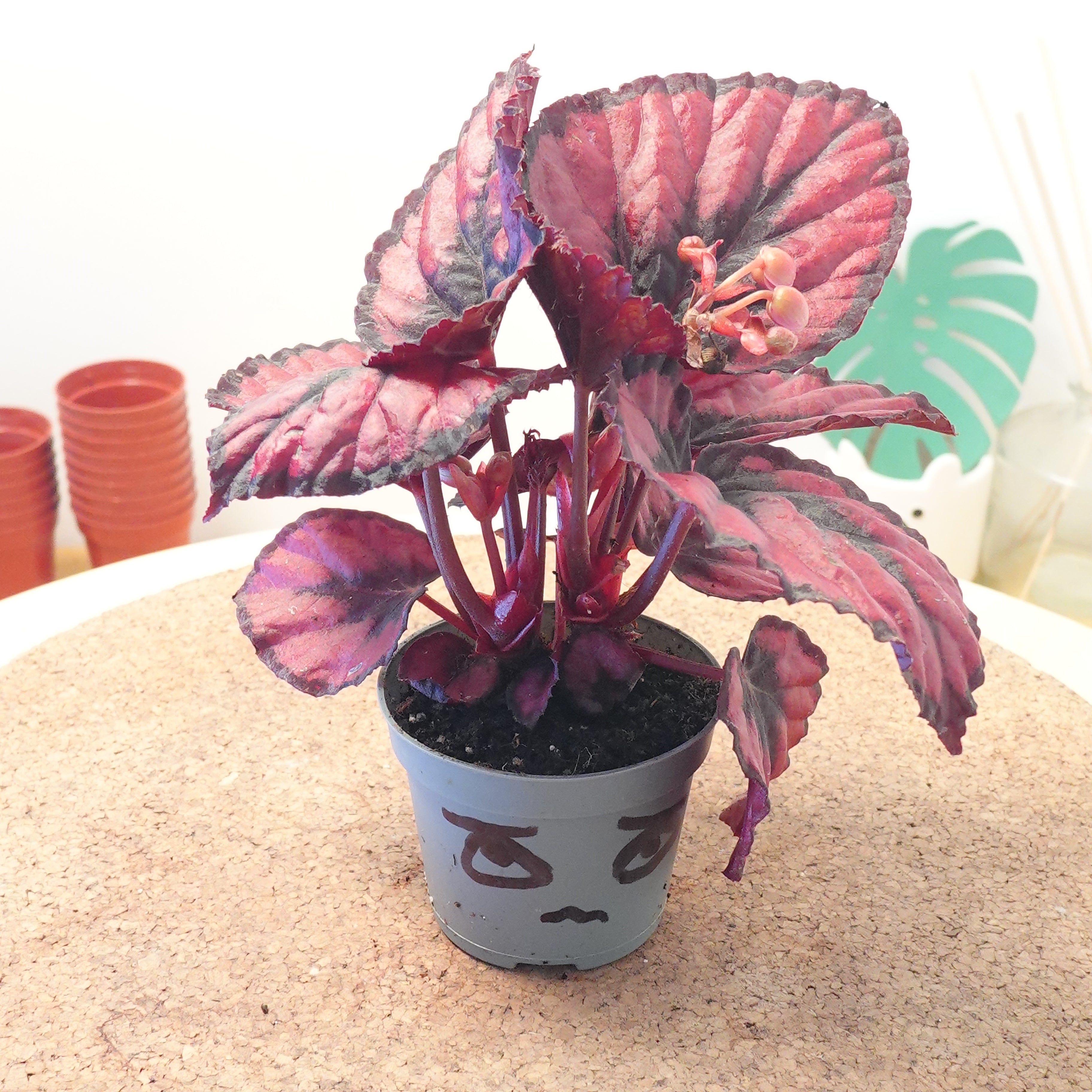 Begonia MAGIC COLOURS RED KISS