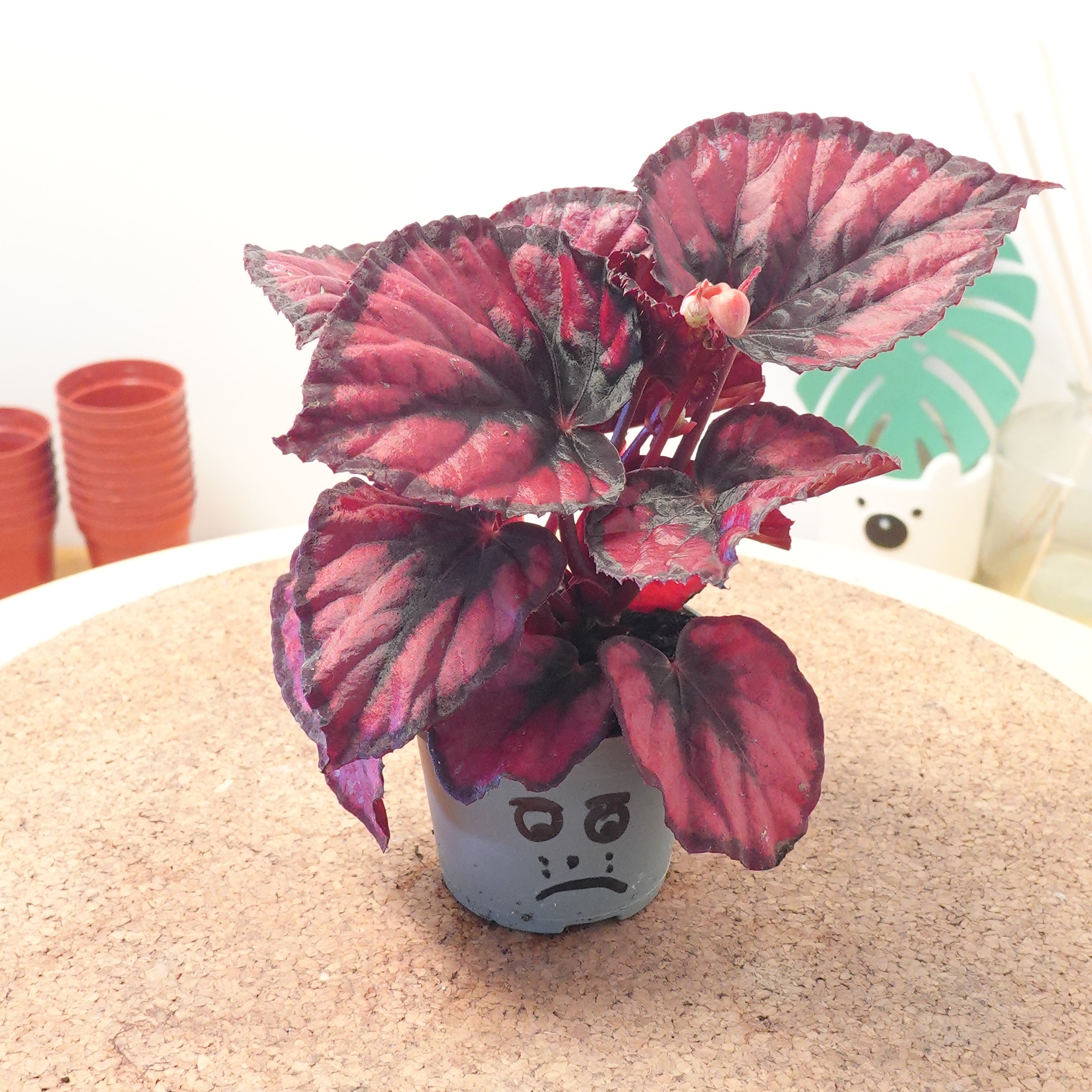 Begonia MAGIC COLOURS RED KISS