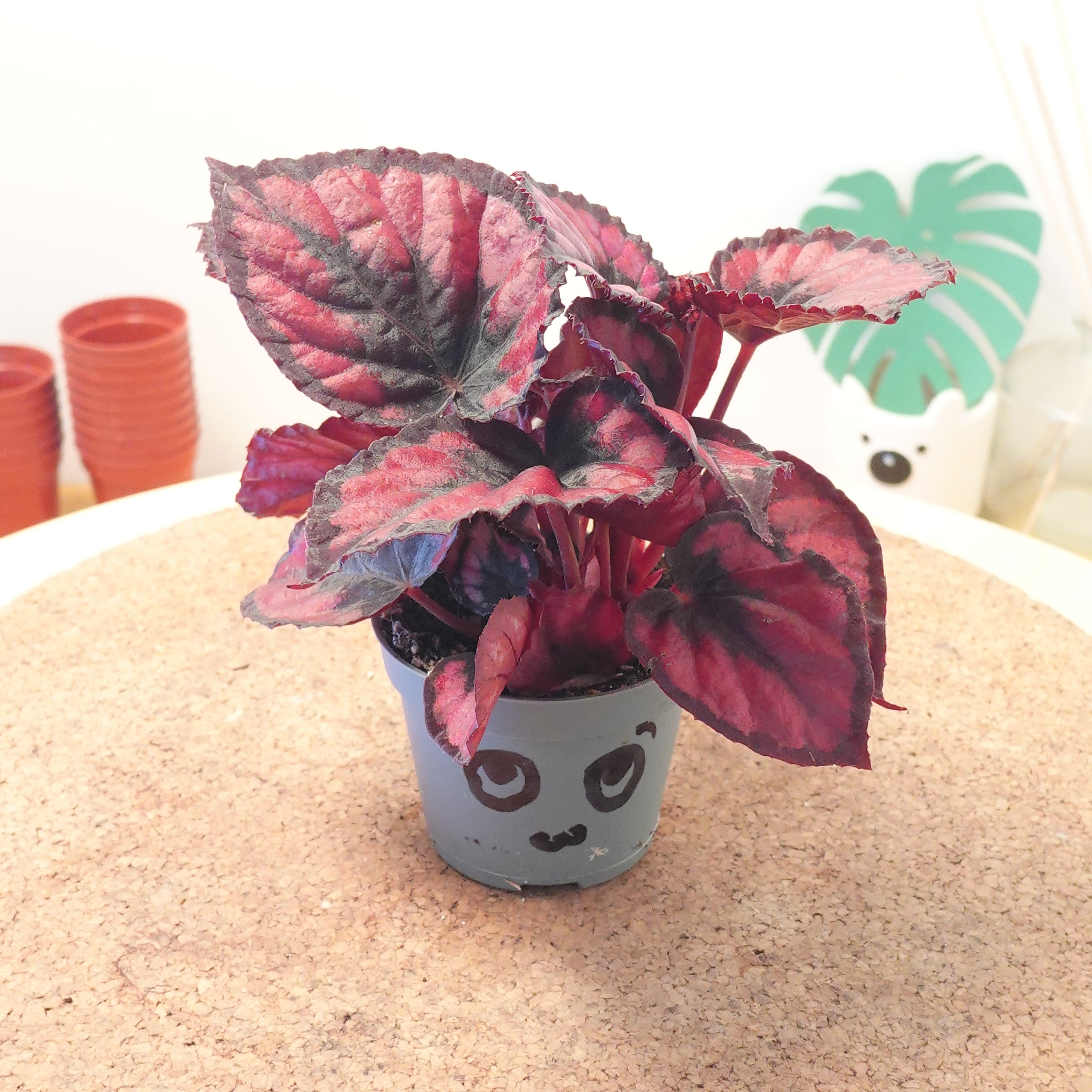 Begonia MAGIC COLOURS RED KISS