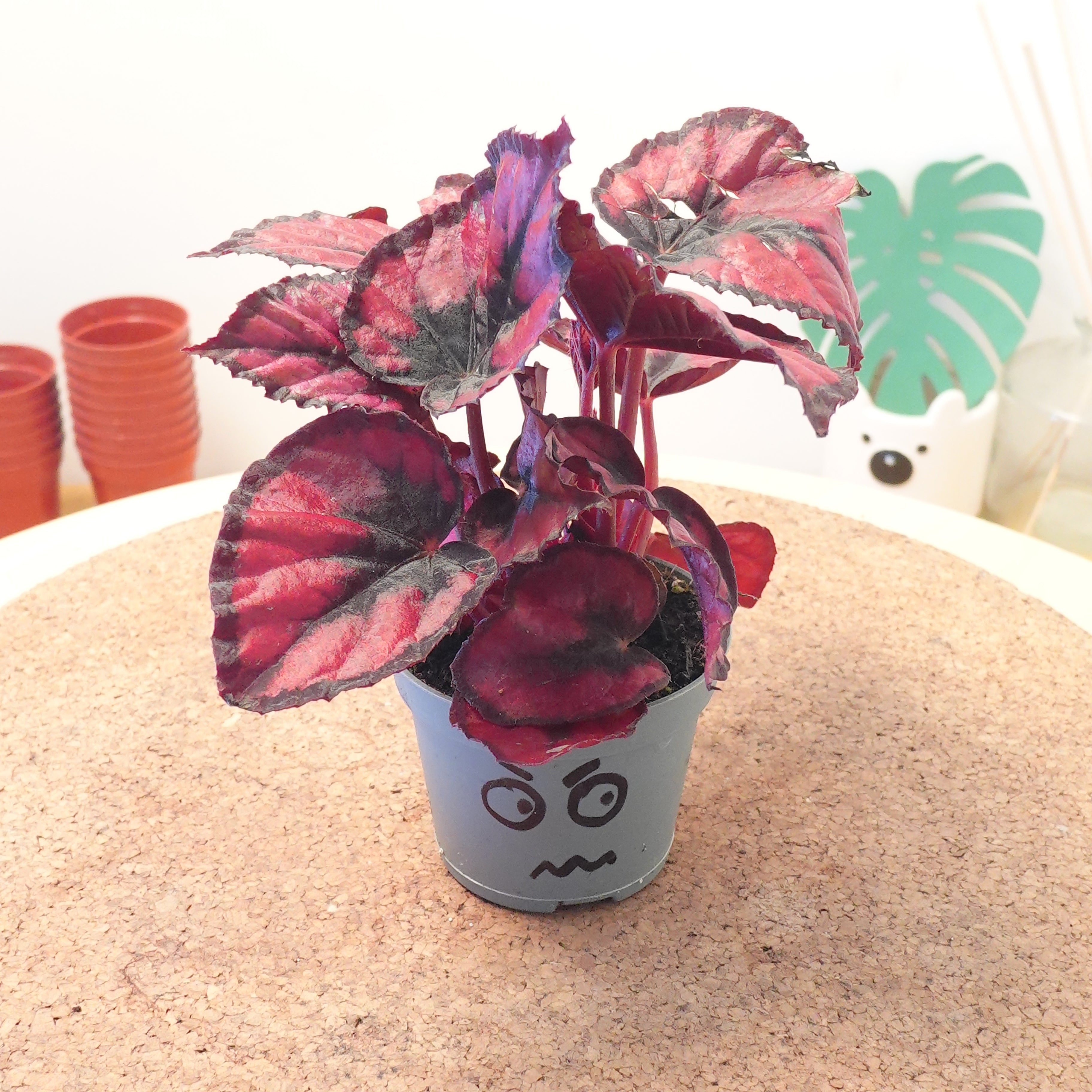 Begonia MAGIC COLOURS RED KISS