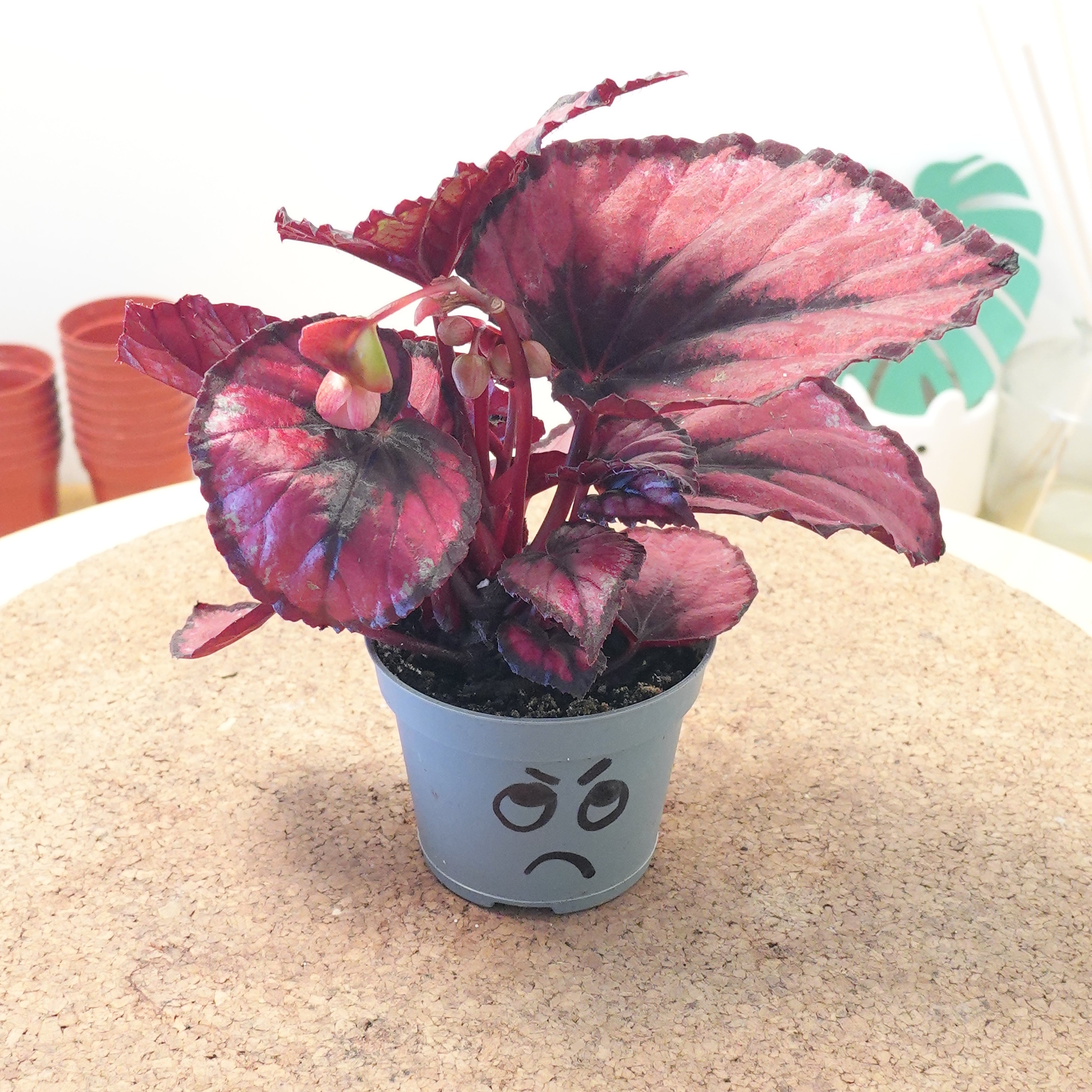 Begonia MAGIC COLOURS RED KISS