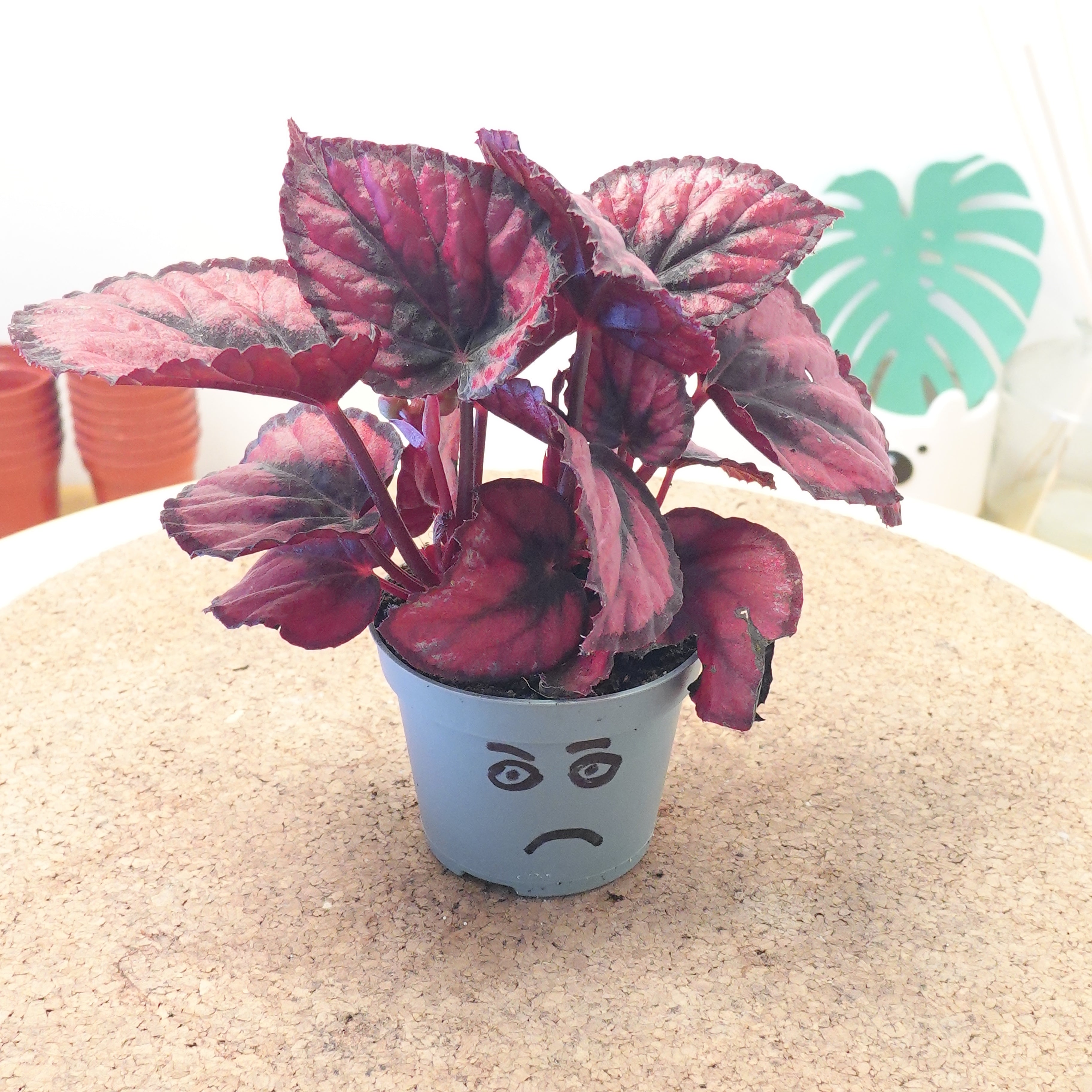 Begonia MAGIC COLOURS RED KISS