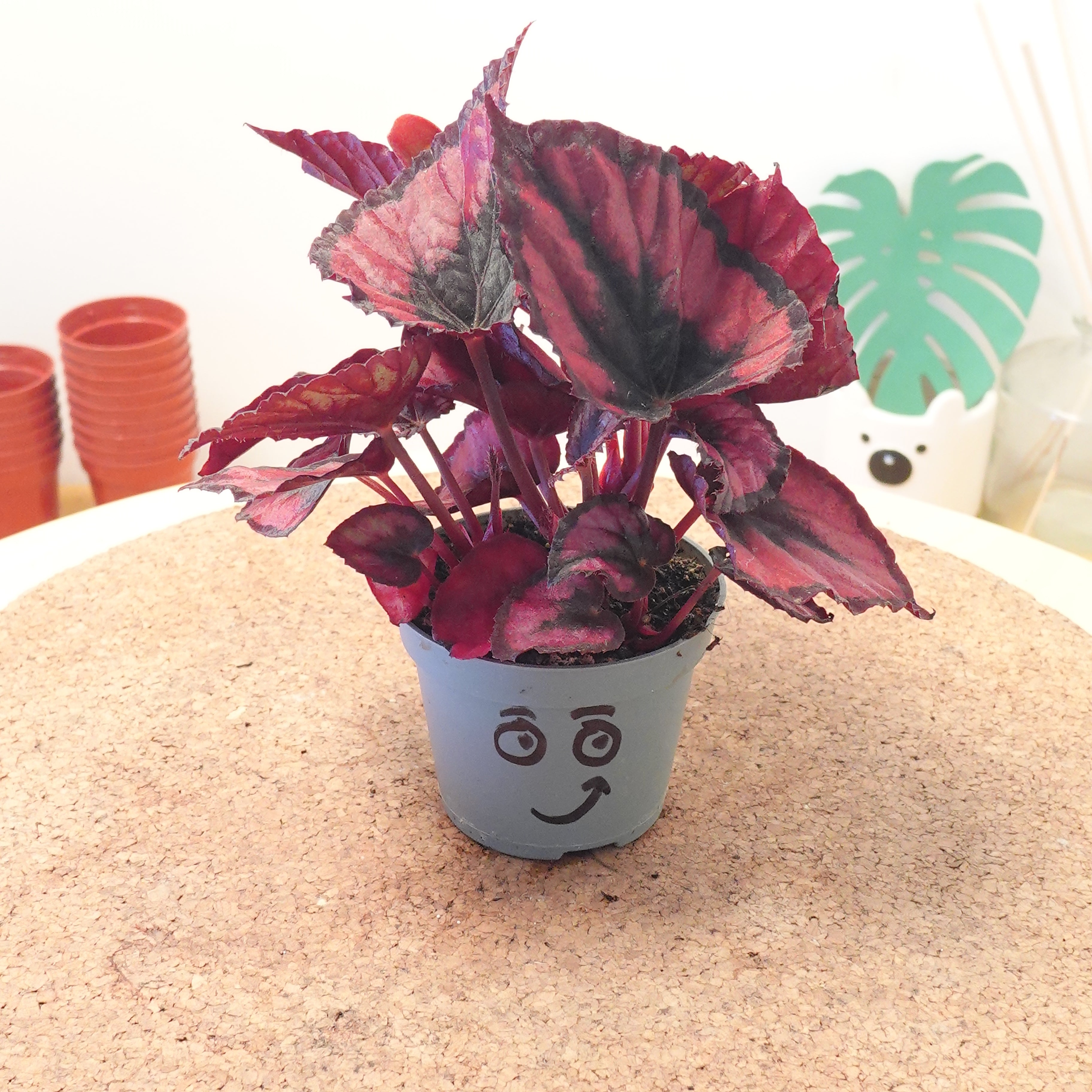 Begonia MAGIC COLOURS RED KISS