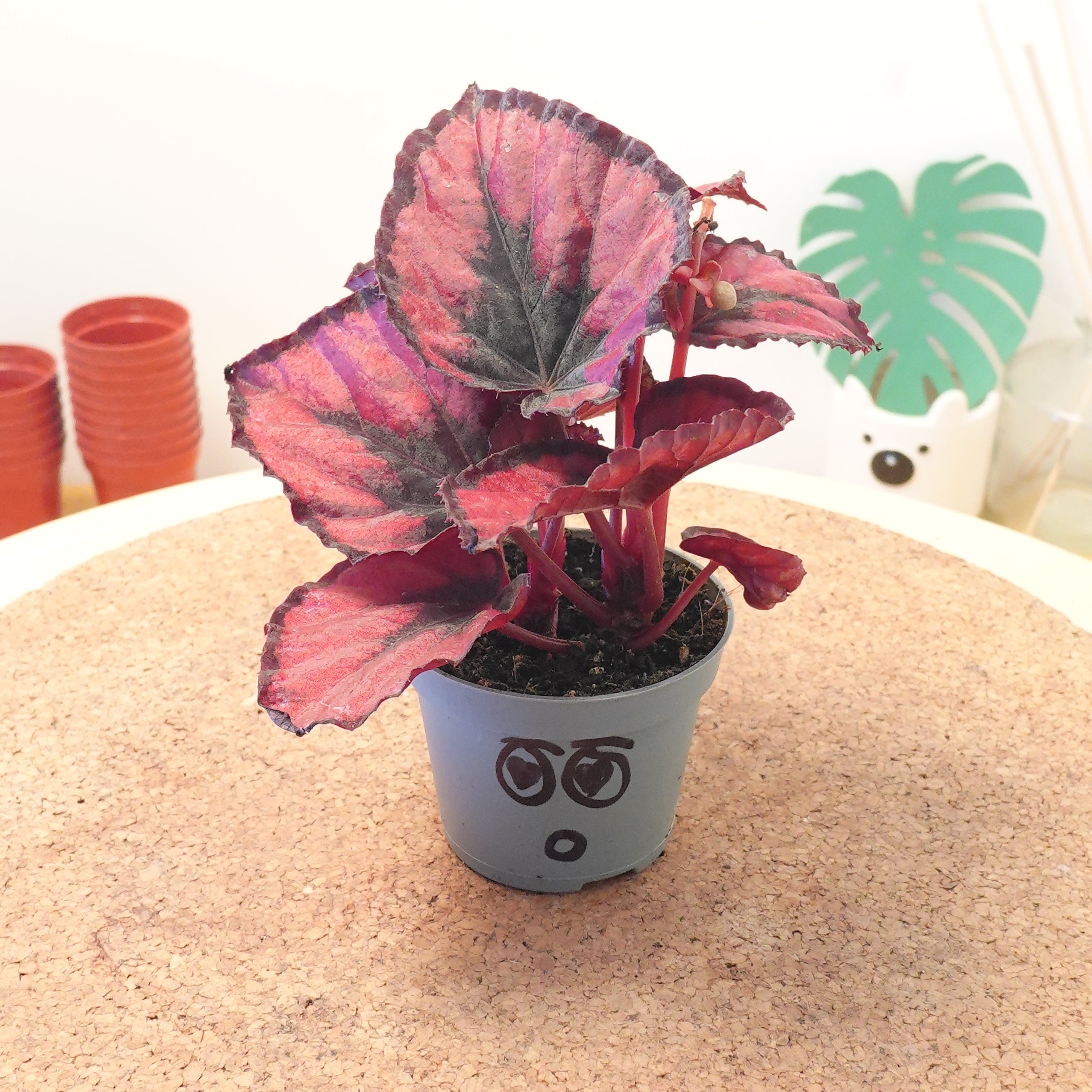 Begonia MAGIC COLOURS RED KISS