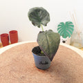 Alocasia 'Antoro Velvet'