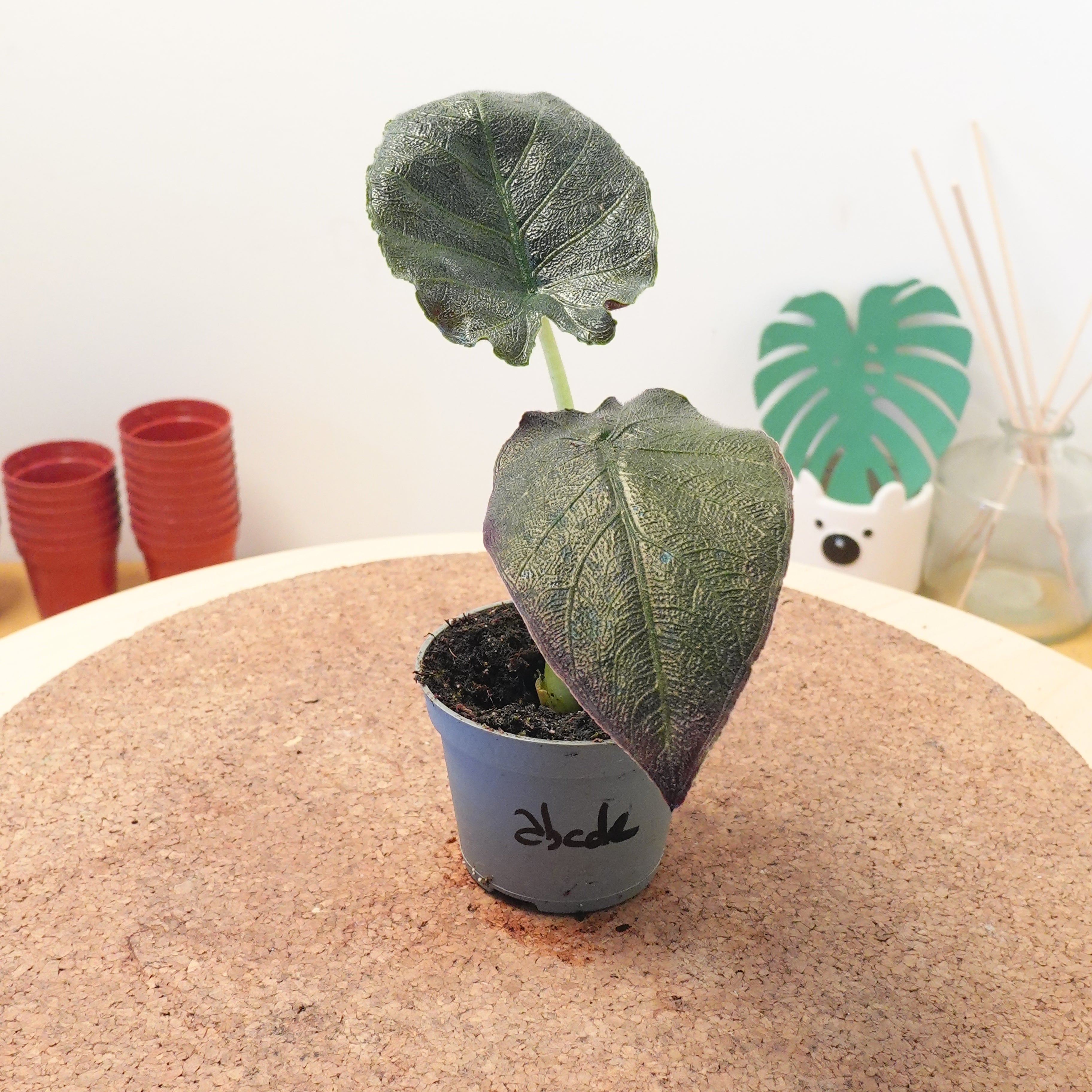 Alocasia 'Antoro Velvet'