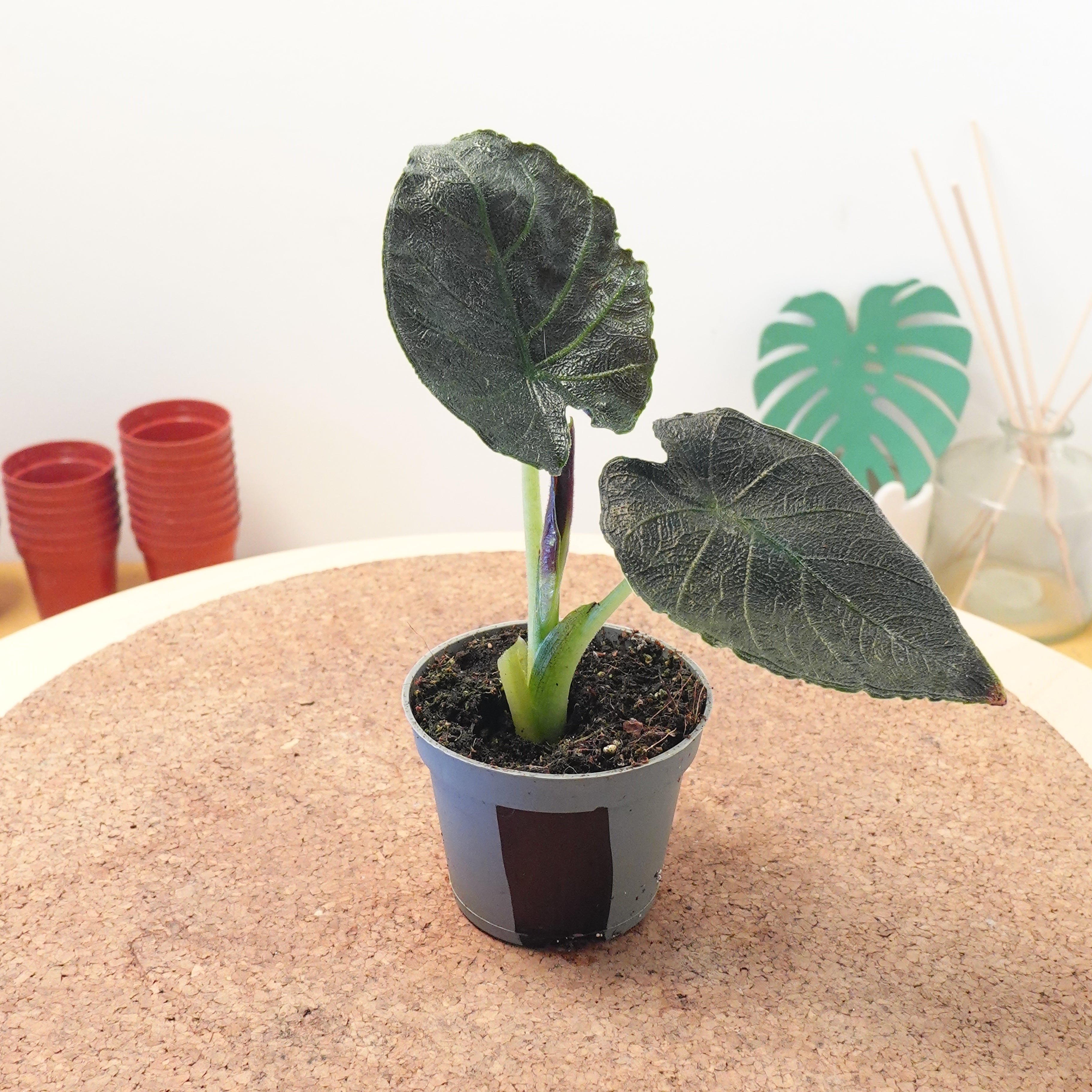 Alocasia 'Antoro Velvet'