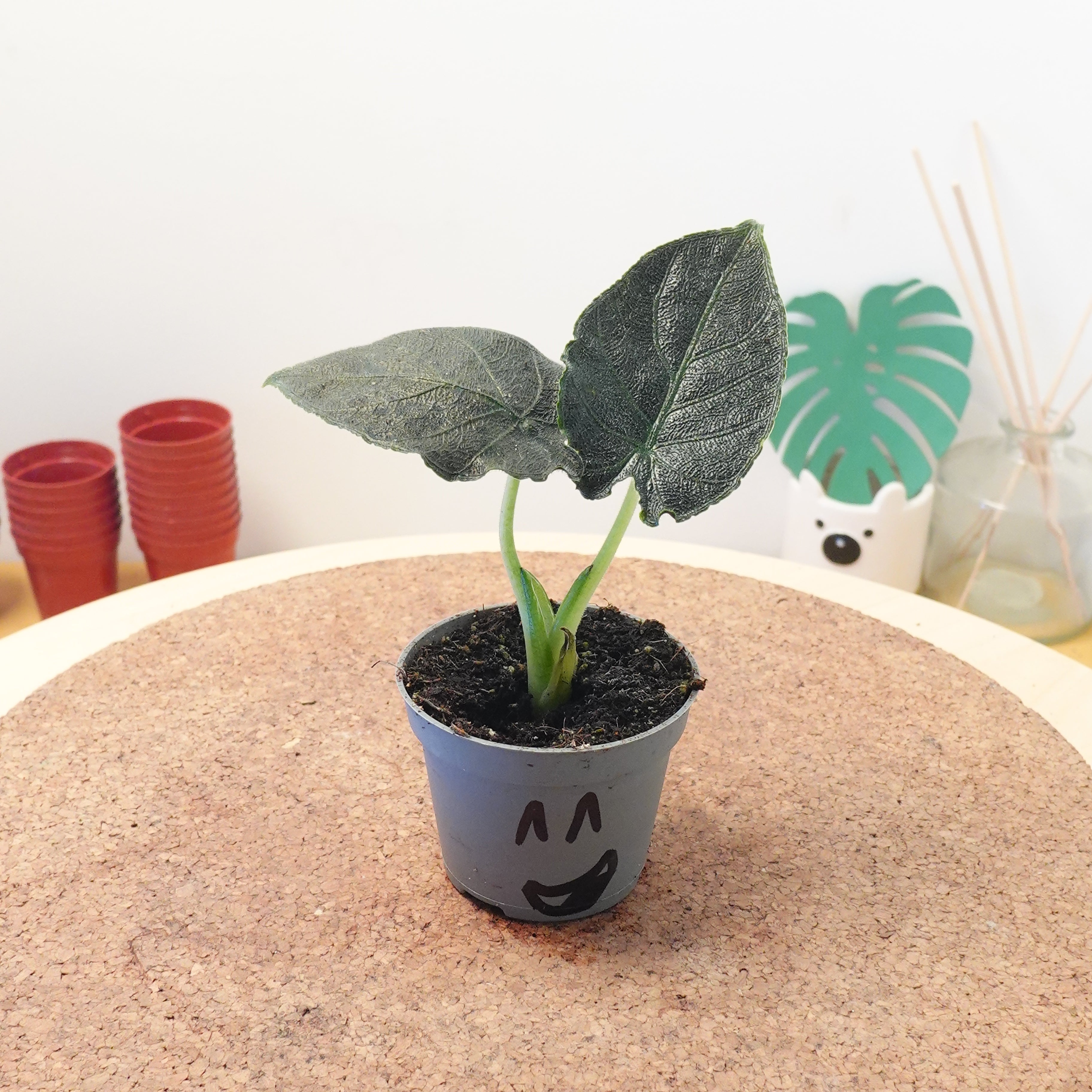 Alocasia 'Antoro Velvet'