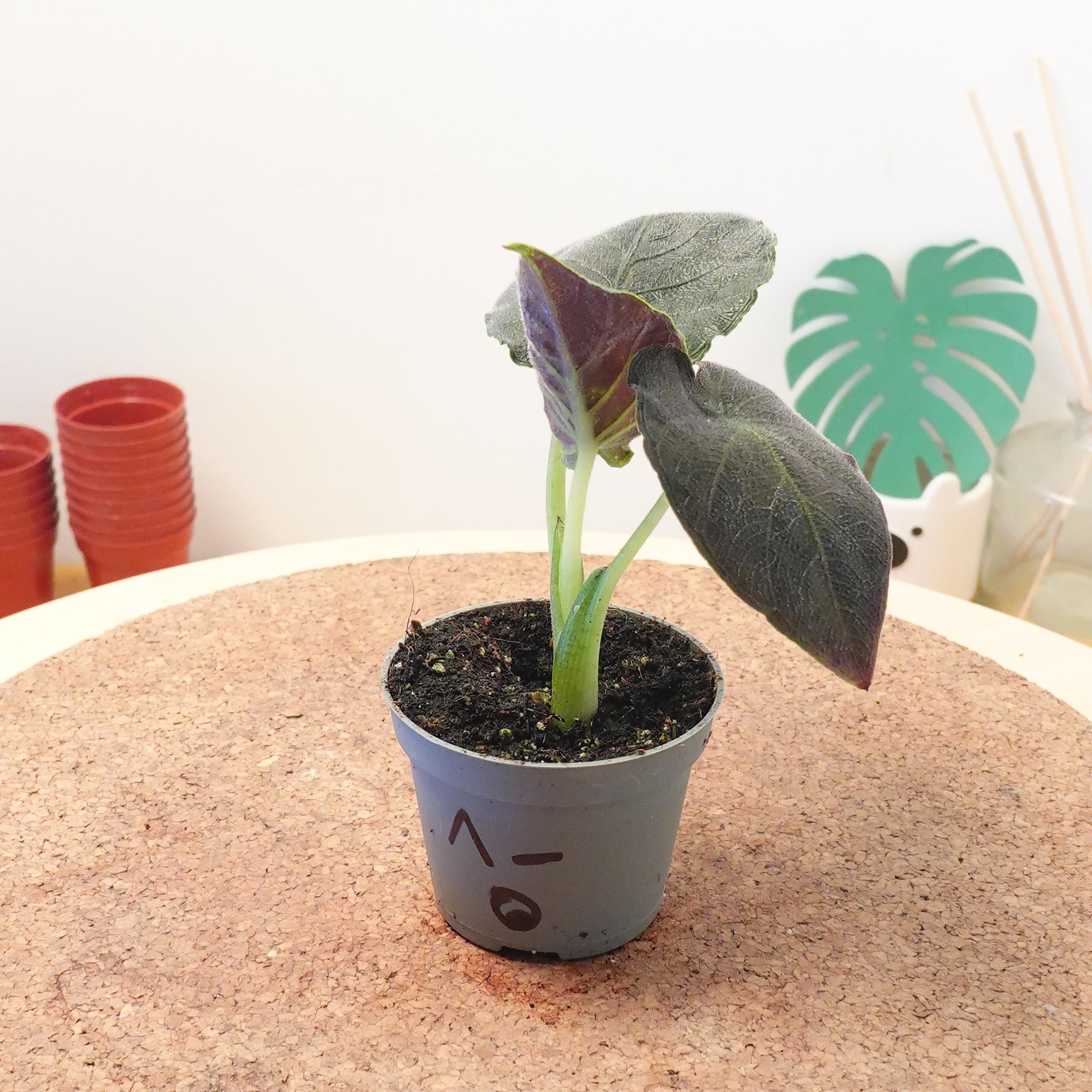 Alocasia 'Antoro Velvet'