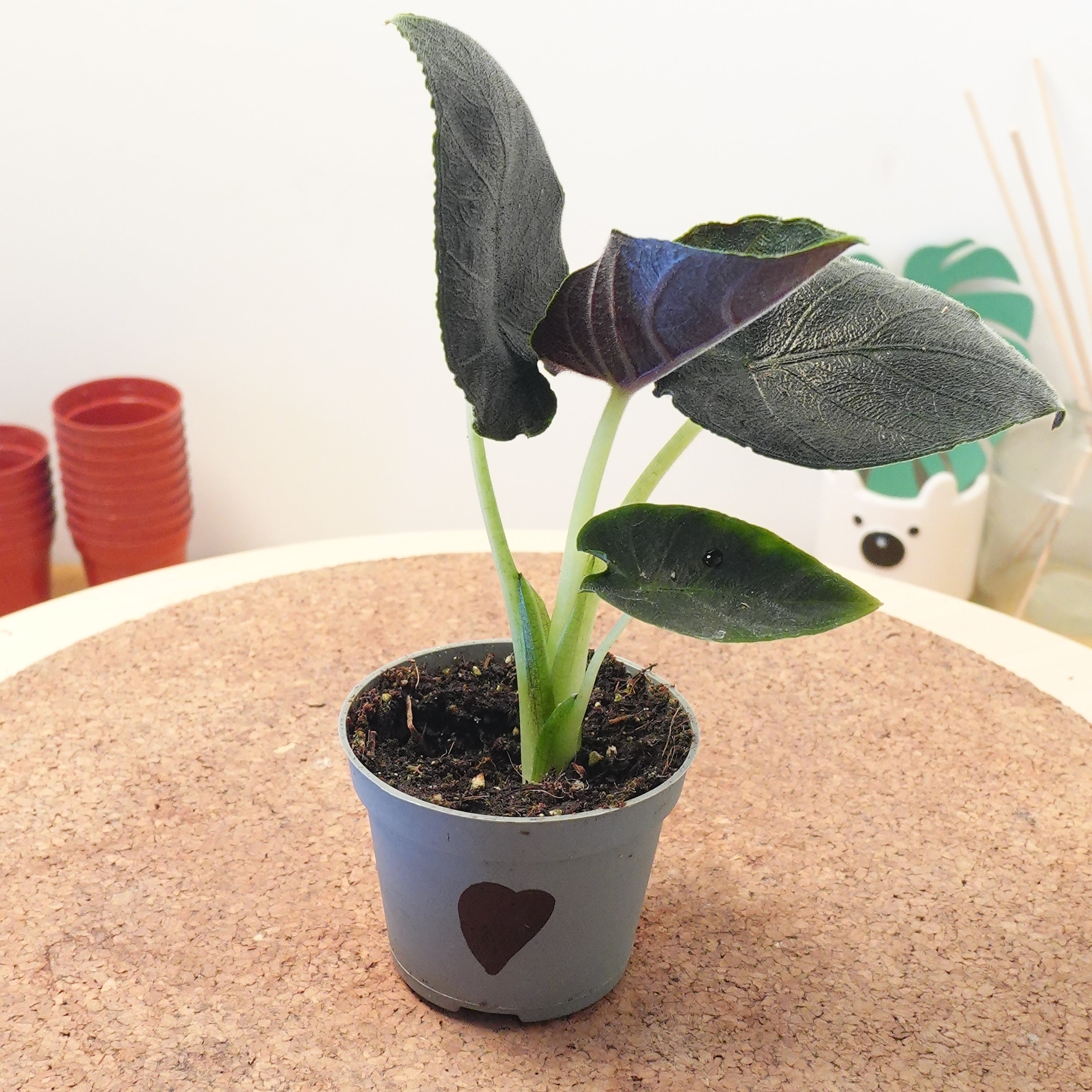 Alocasia 'Antoro Velvet'