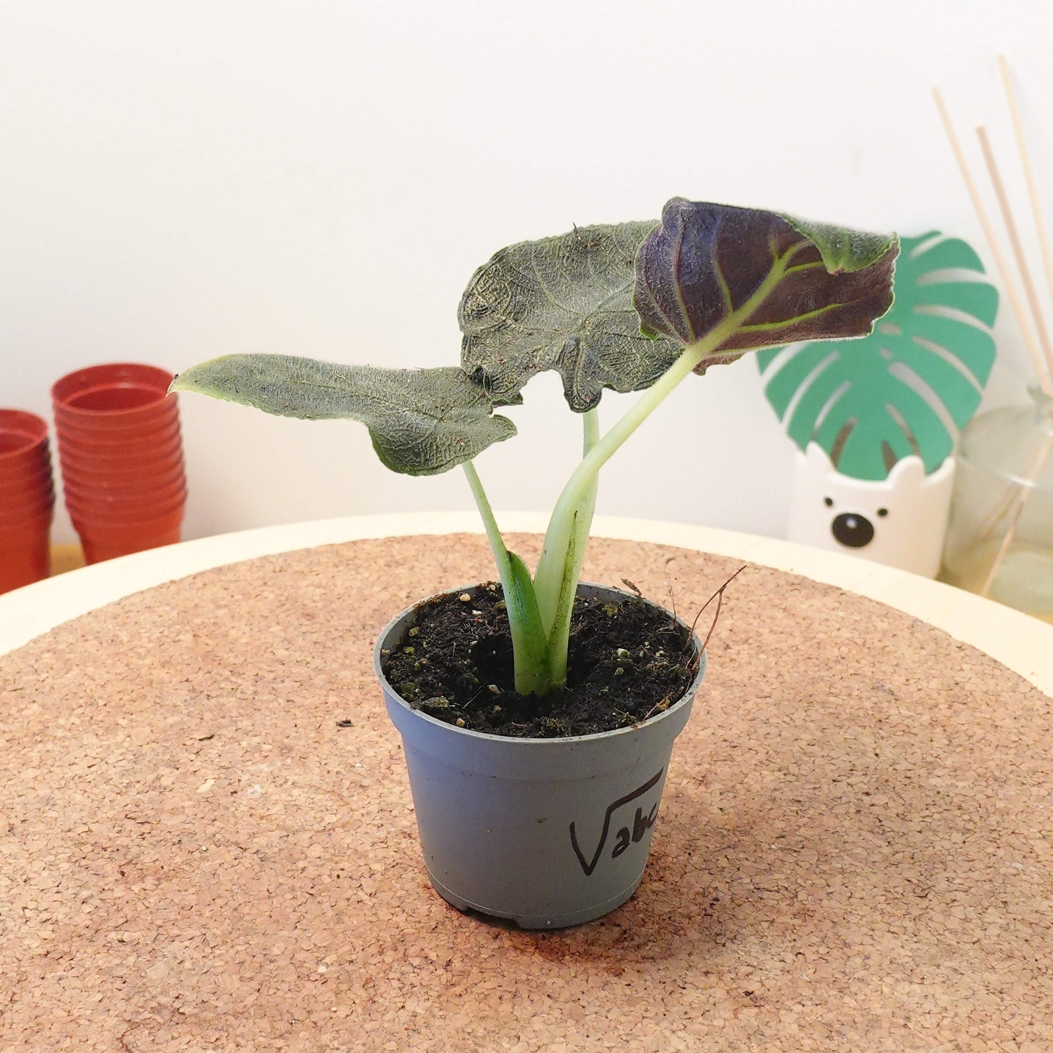 Alocasia 'Antoro Velvet'