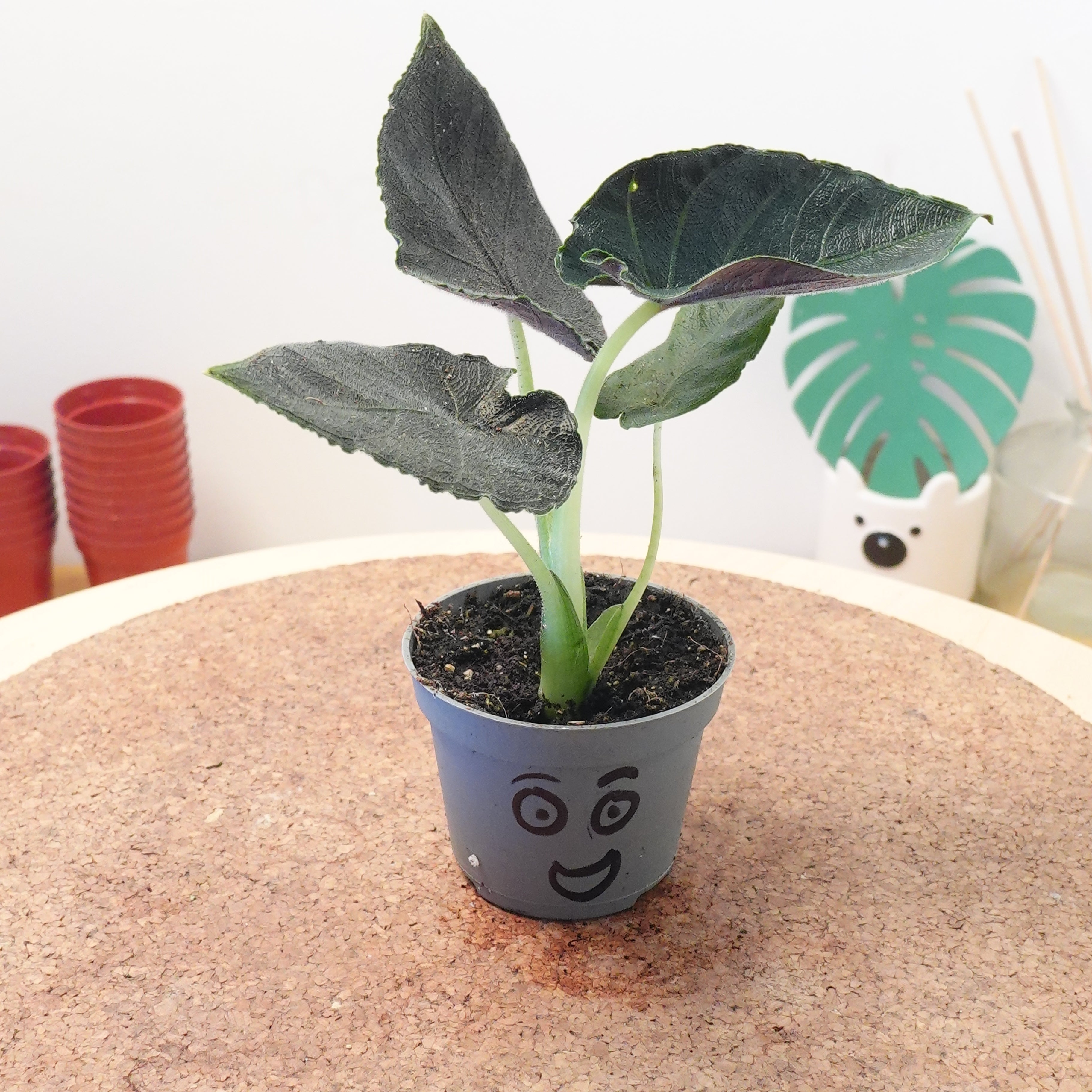 Alocasia 'Antoro Velvet'