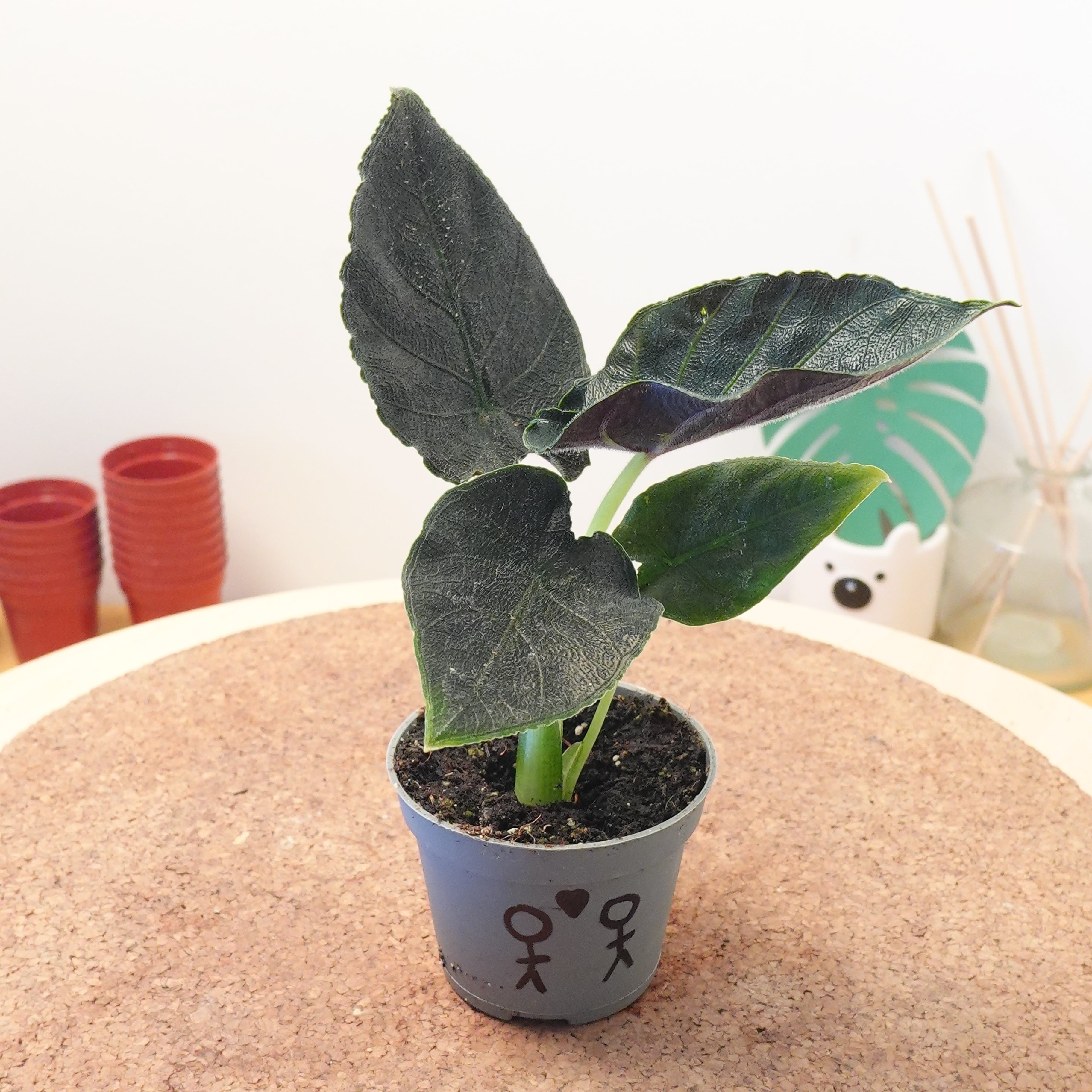 Alocasia 'Antoro Velvet'