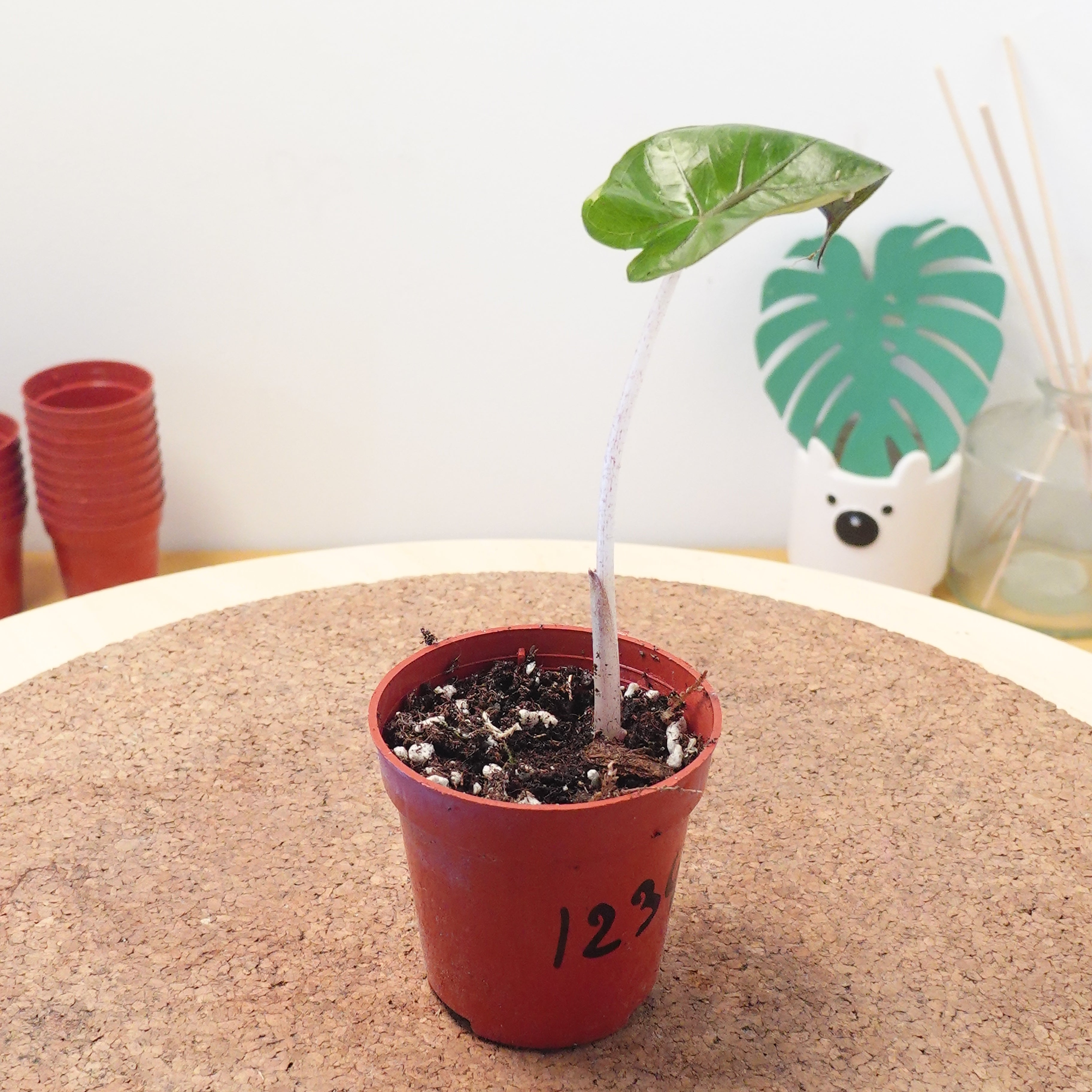 Alocasia 'Yucatan Princess'