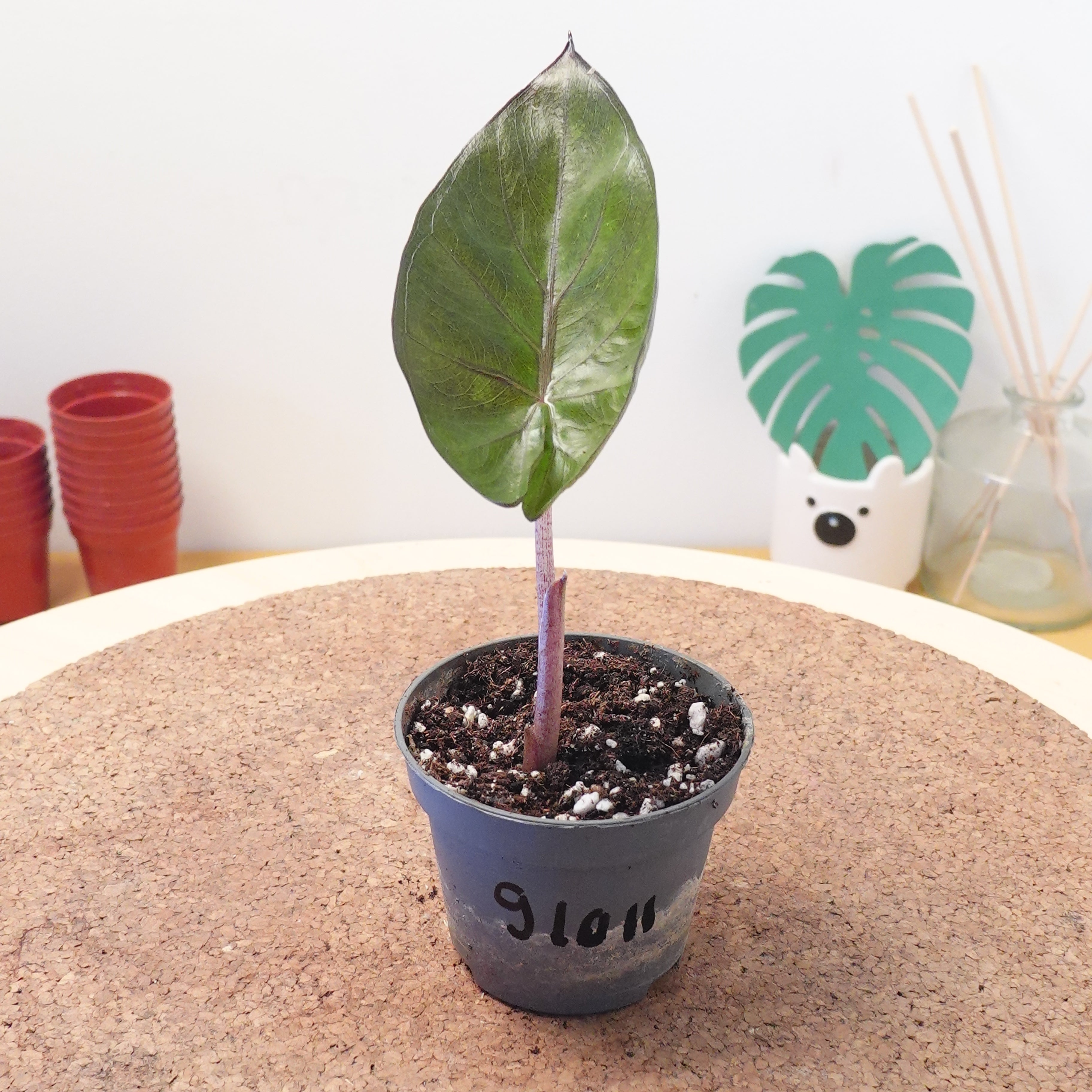 Alocasia 'Yucatan Princess'