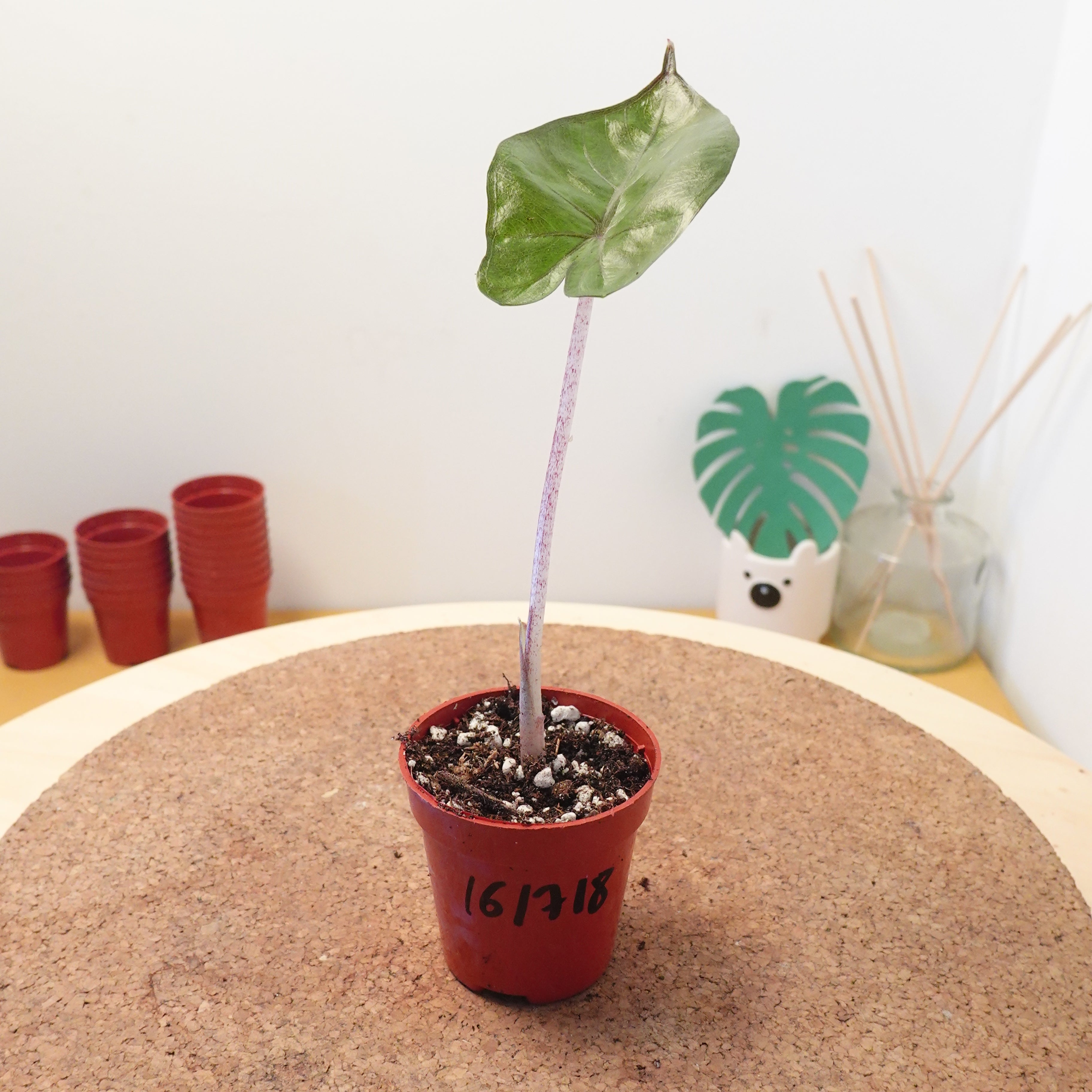 Alocasia 'Yucatan Princess'