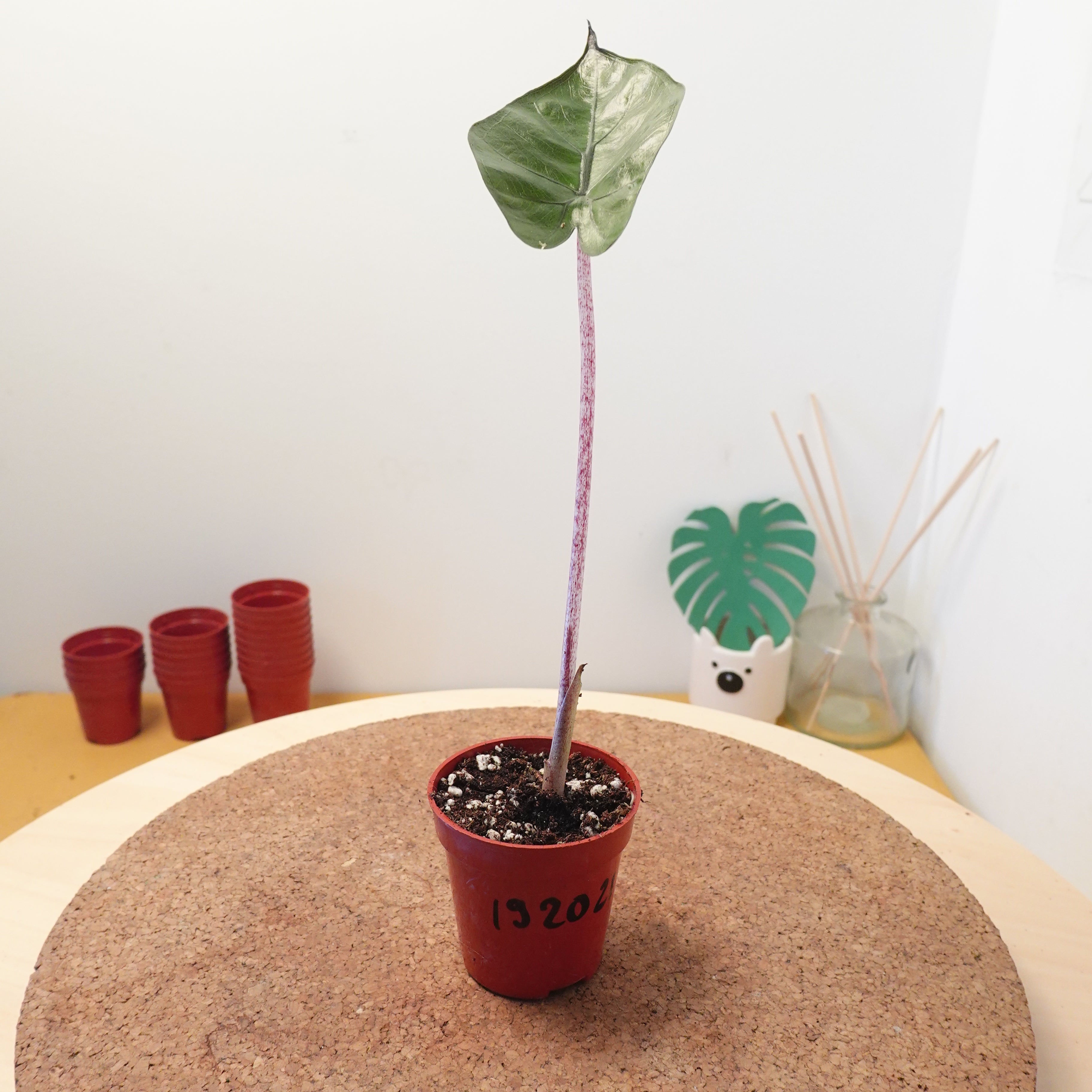 Alocasia 'Yucatan Princess'