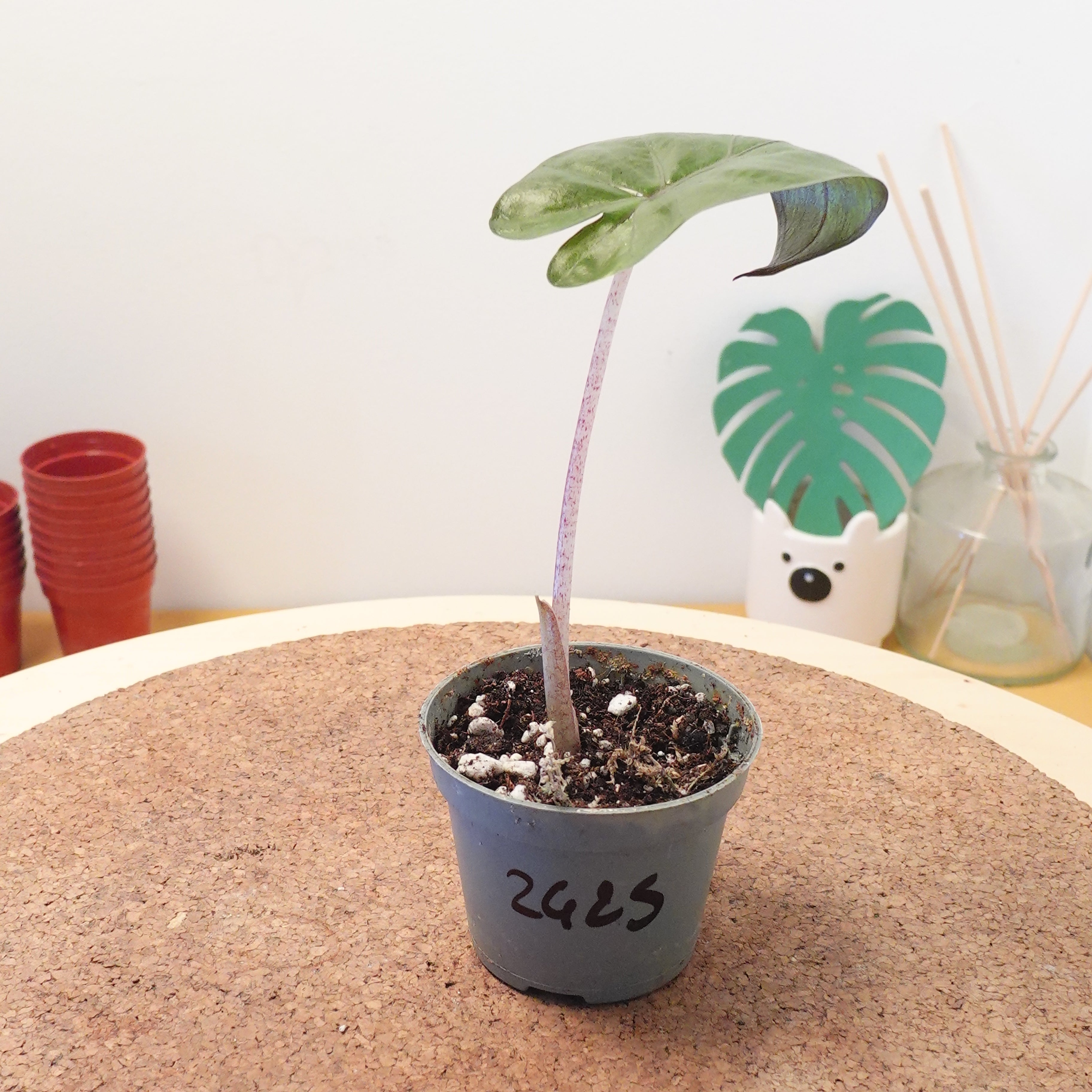 Alocasia 'Yucatan Princess'