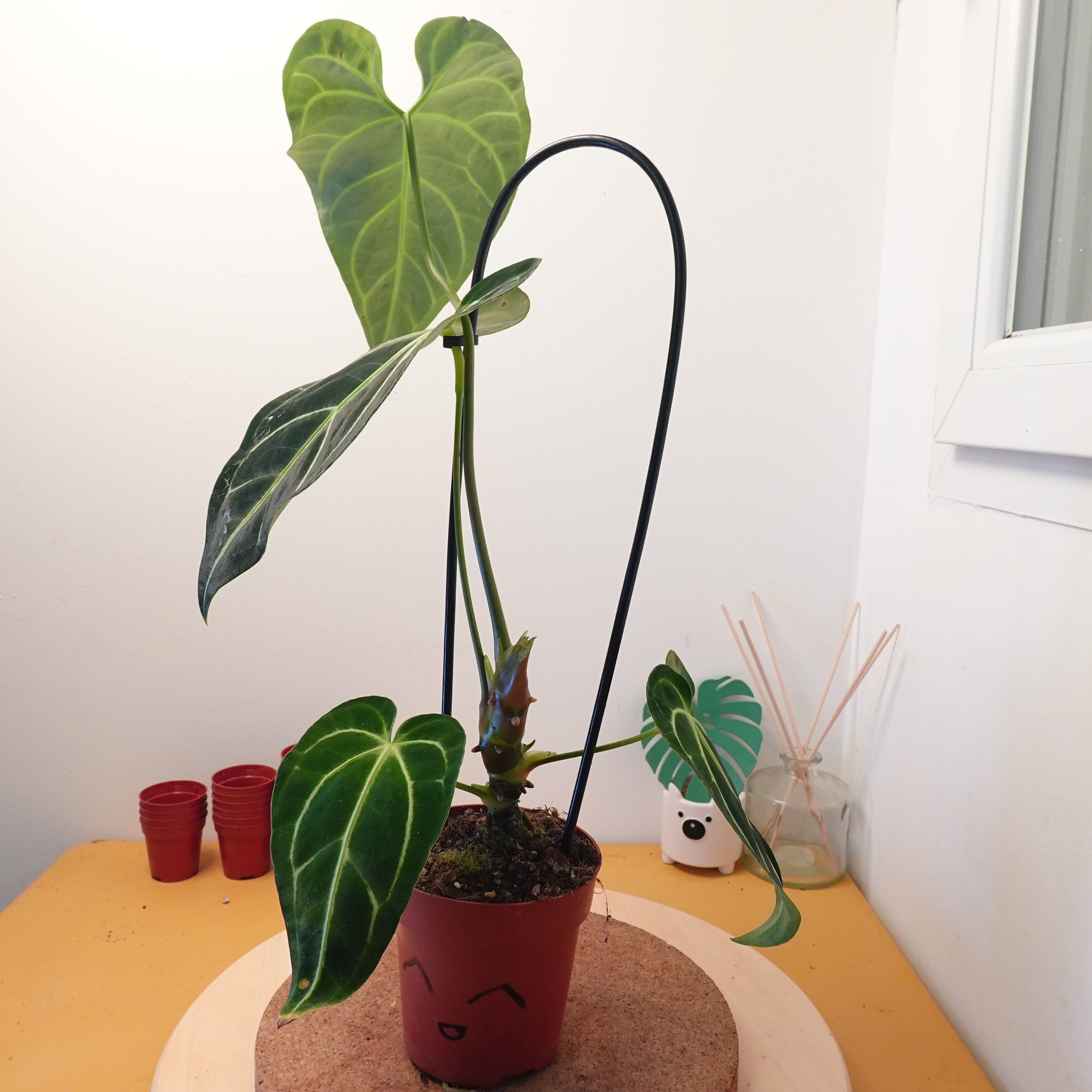 Anthurium regale