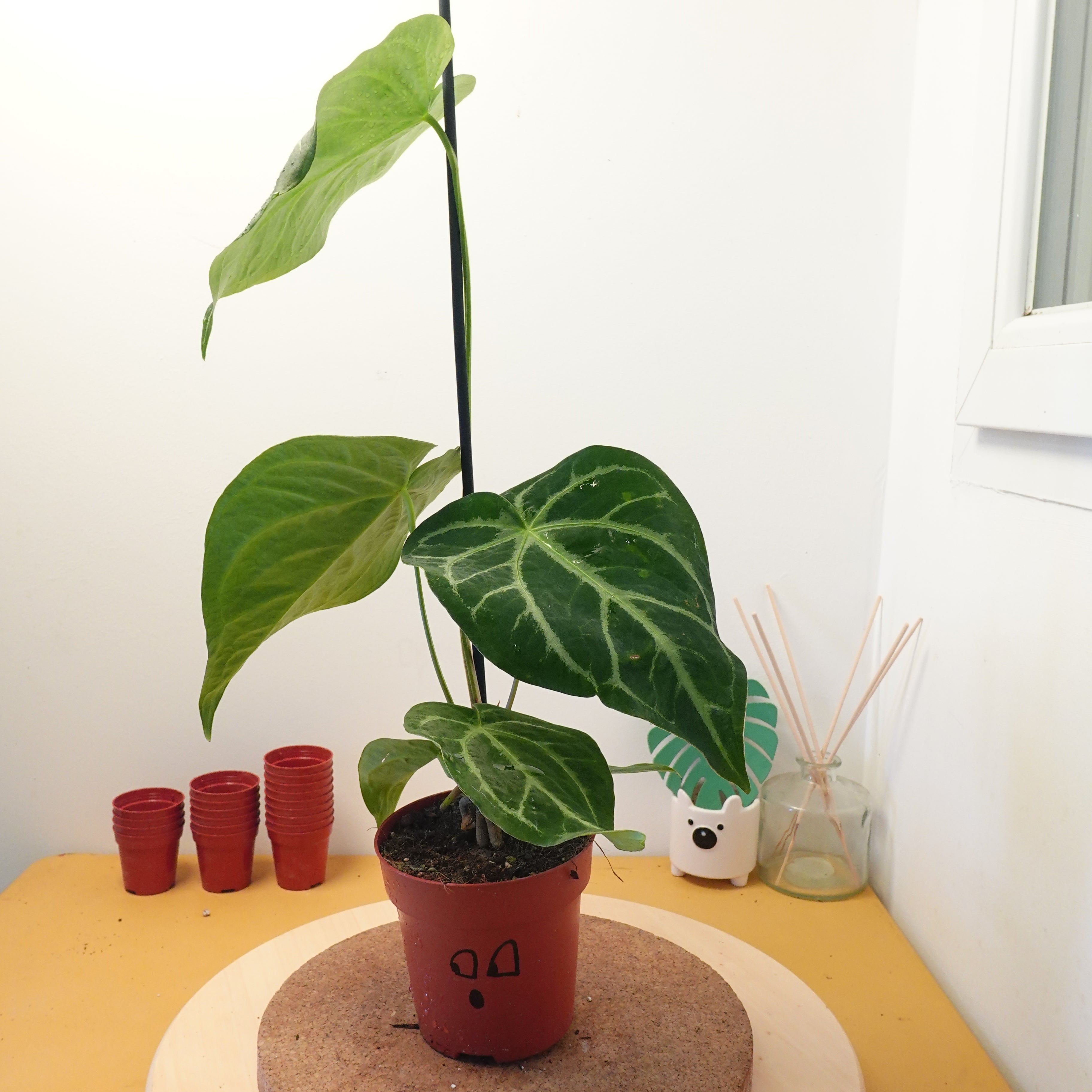 Anthurium magnificum