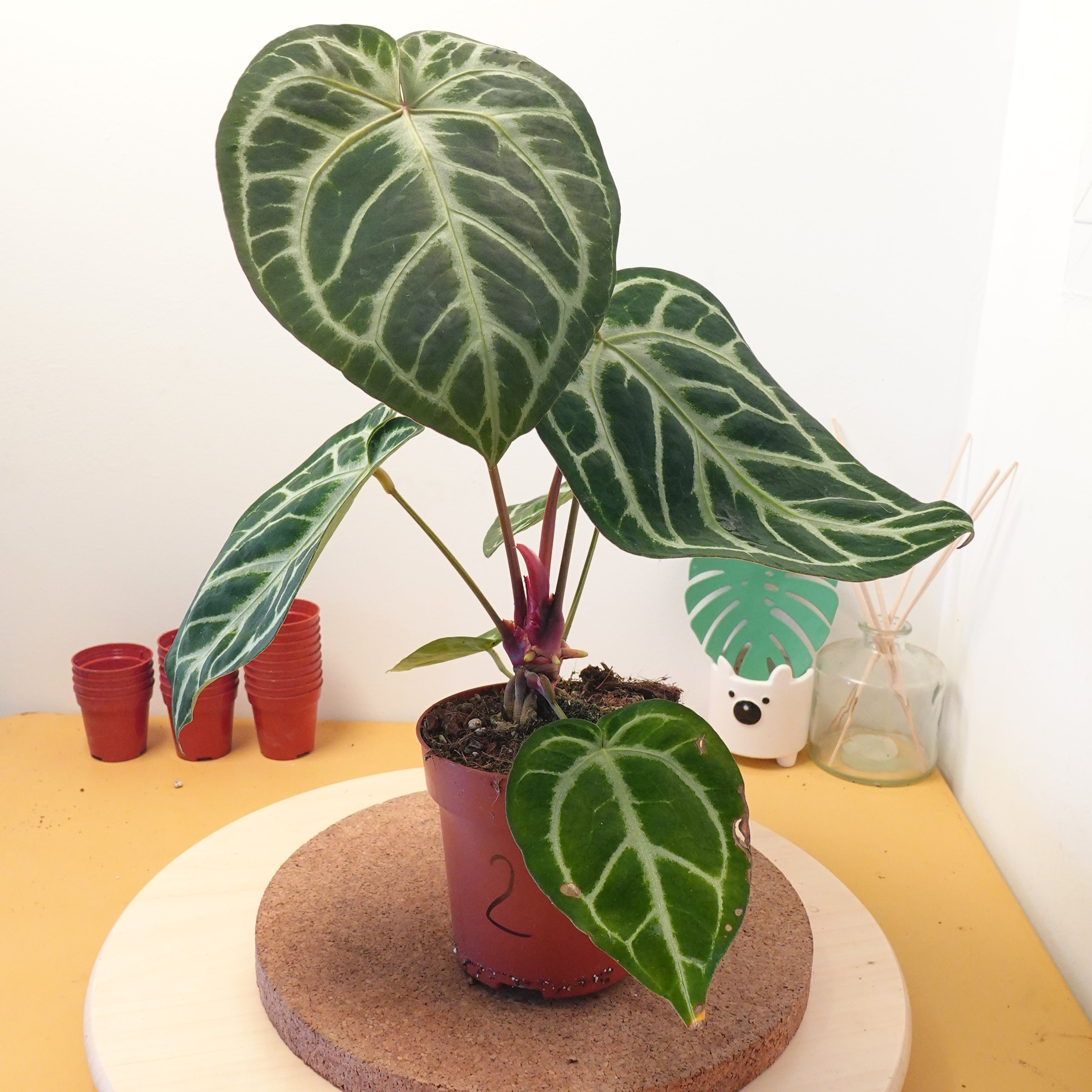 Anthurium magnificum